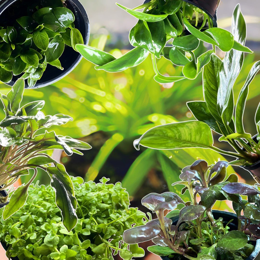 Freshwater Aquarium Plants - Aqua Huna