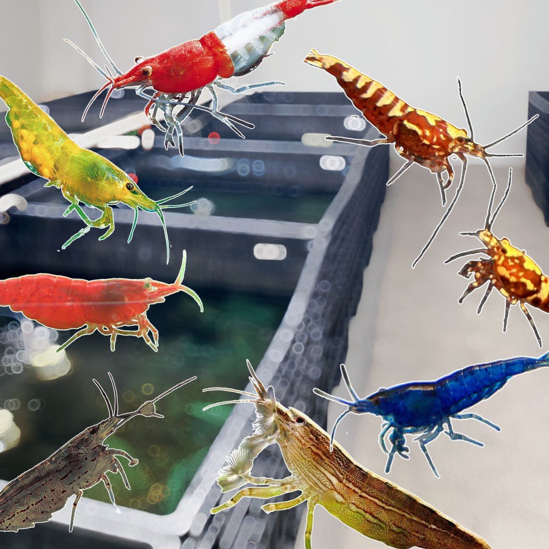 Freshwater Shrimp - Aqua Huna