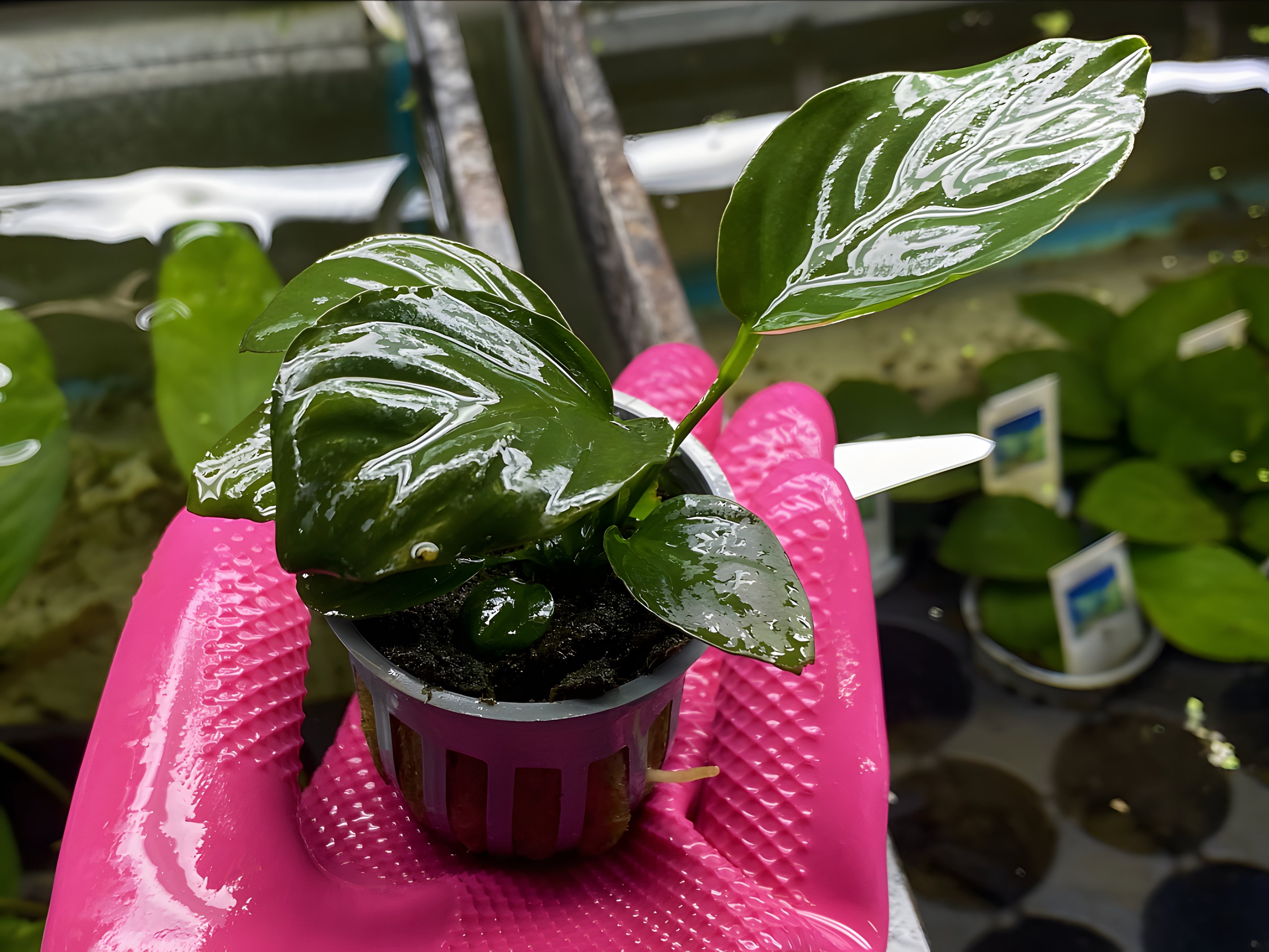 Anubias Barteri (Potted Plant)