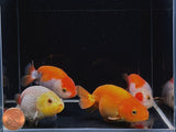 Assorted Ranchu Goldfish - 3"
