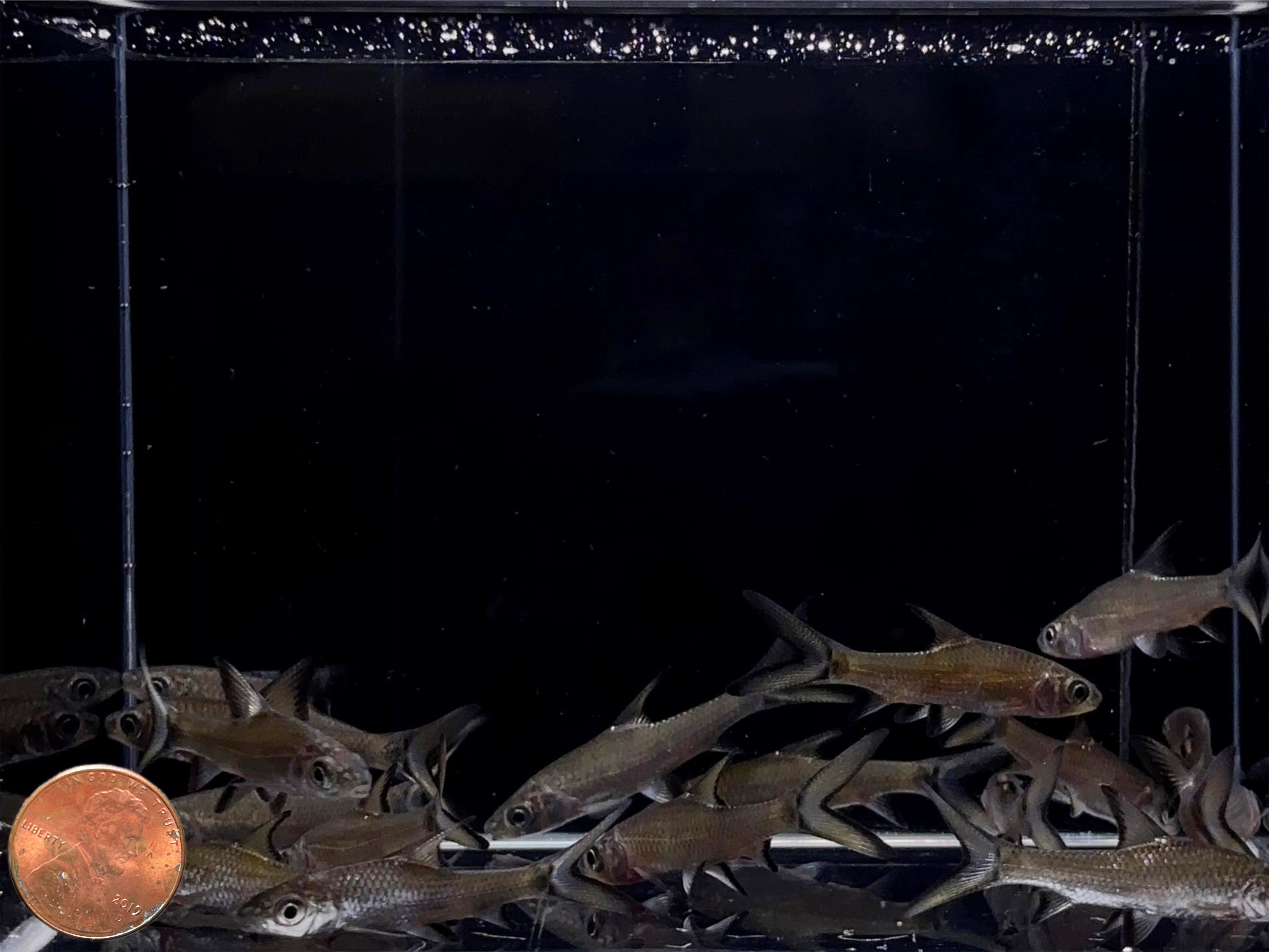 Bala Shark 2"