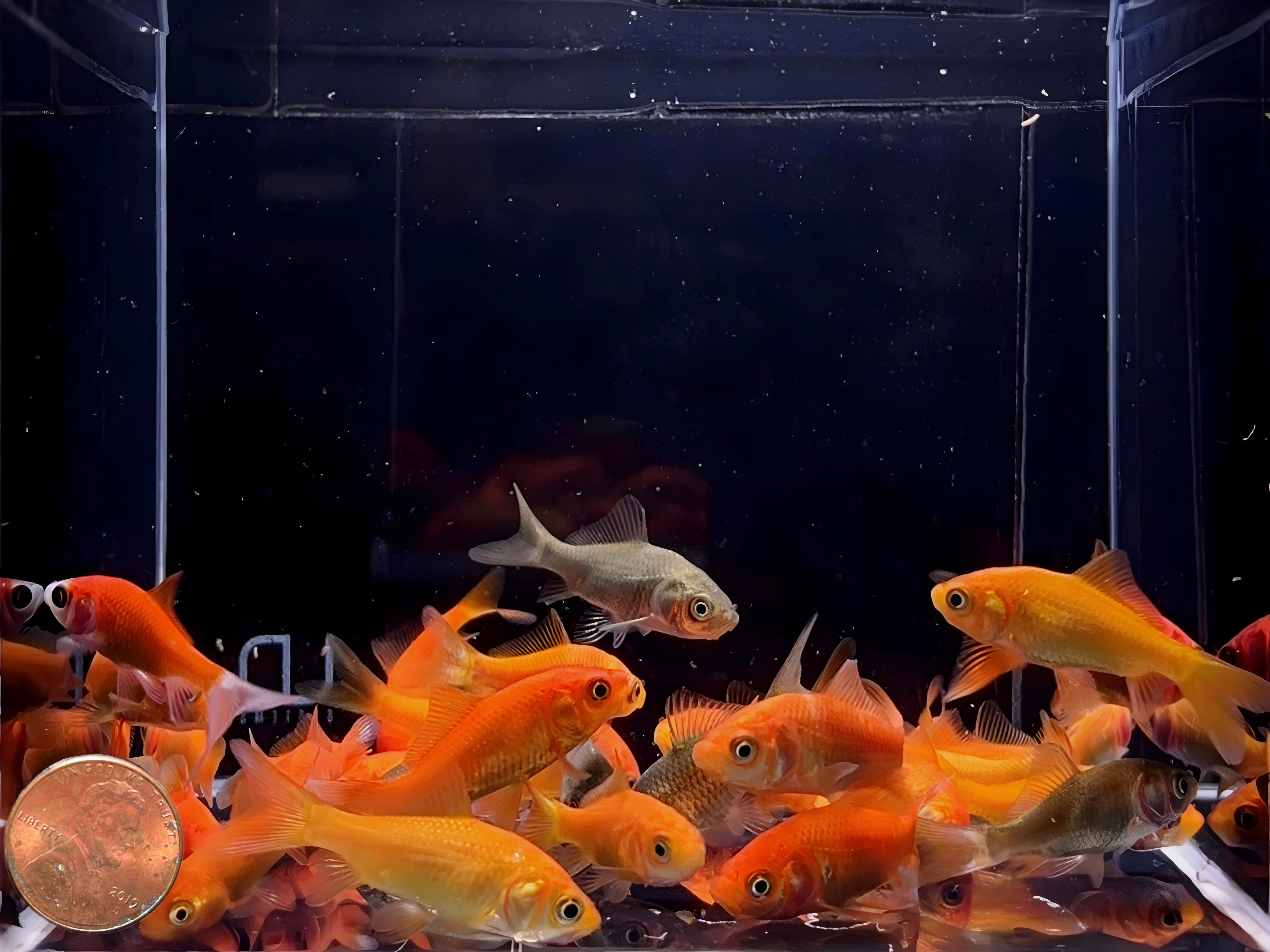 Comet Goldfish 1-2"