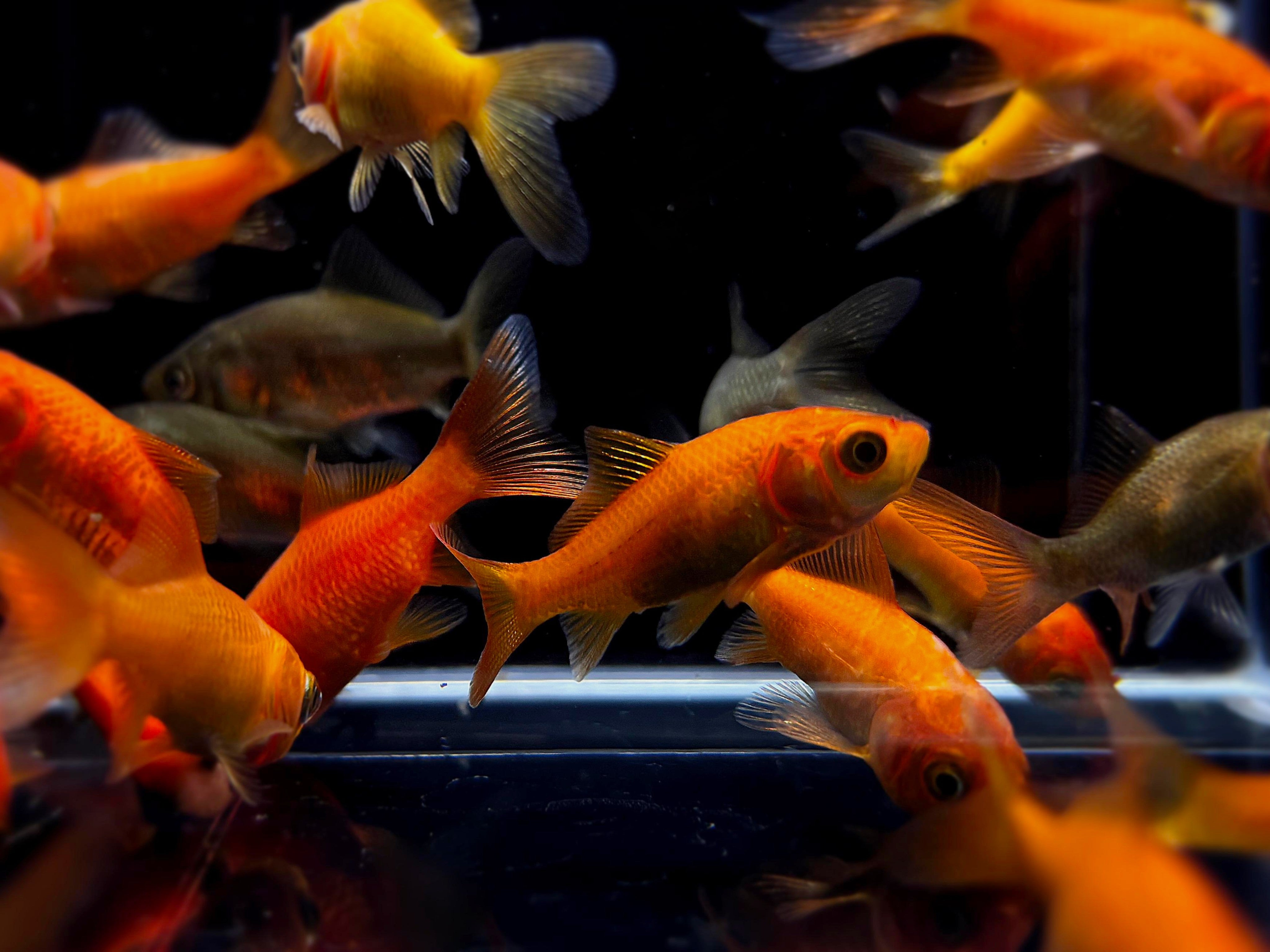 Comet Goldfish 1-2"