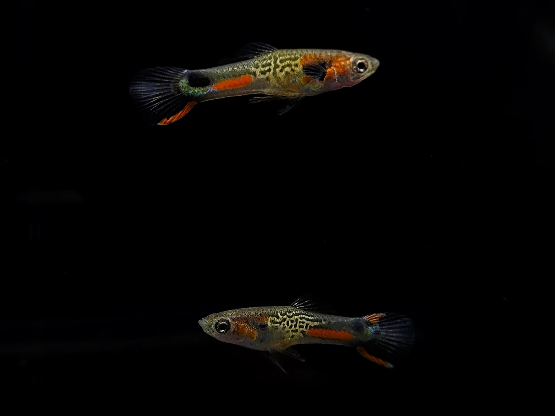 Cumana No. 113 Endler Pair