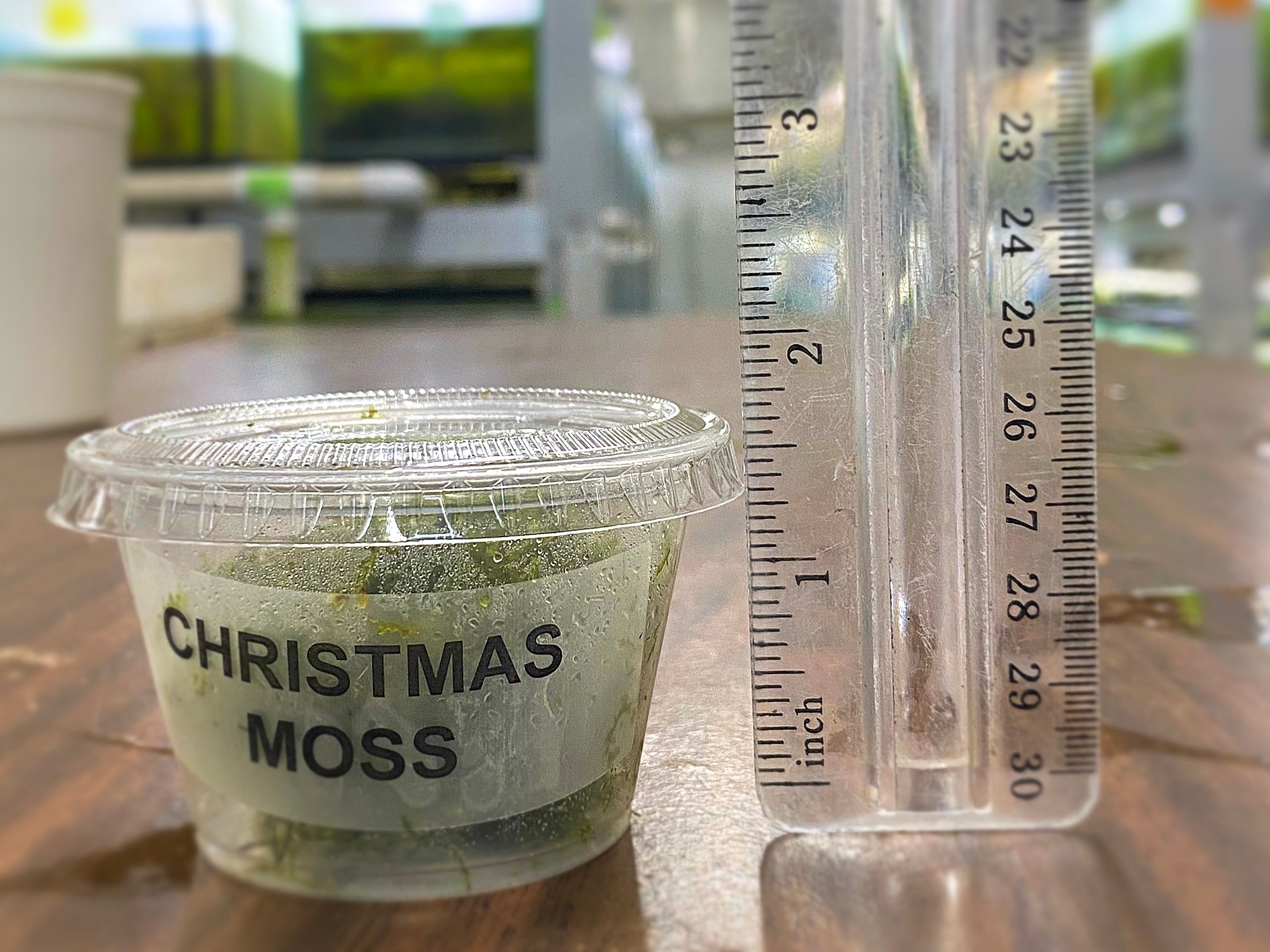 Christmas Moss - Aqua Huna