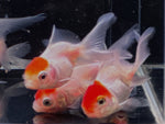 Red Cap Oranda Goldfish - 2-2.5"