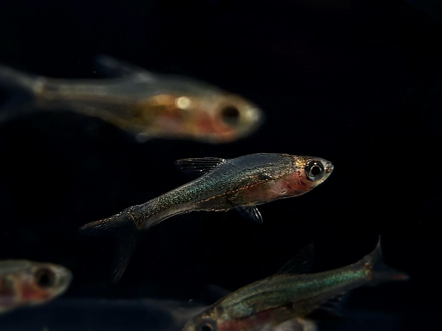 Red Neon Rasbora