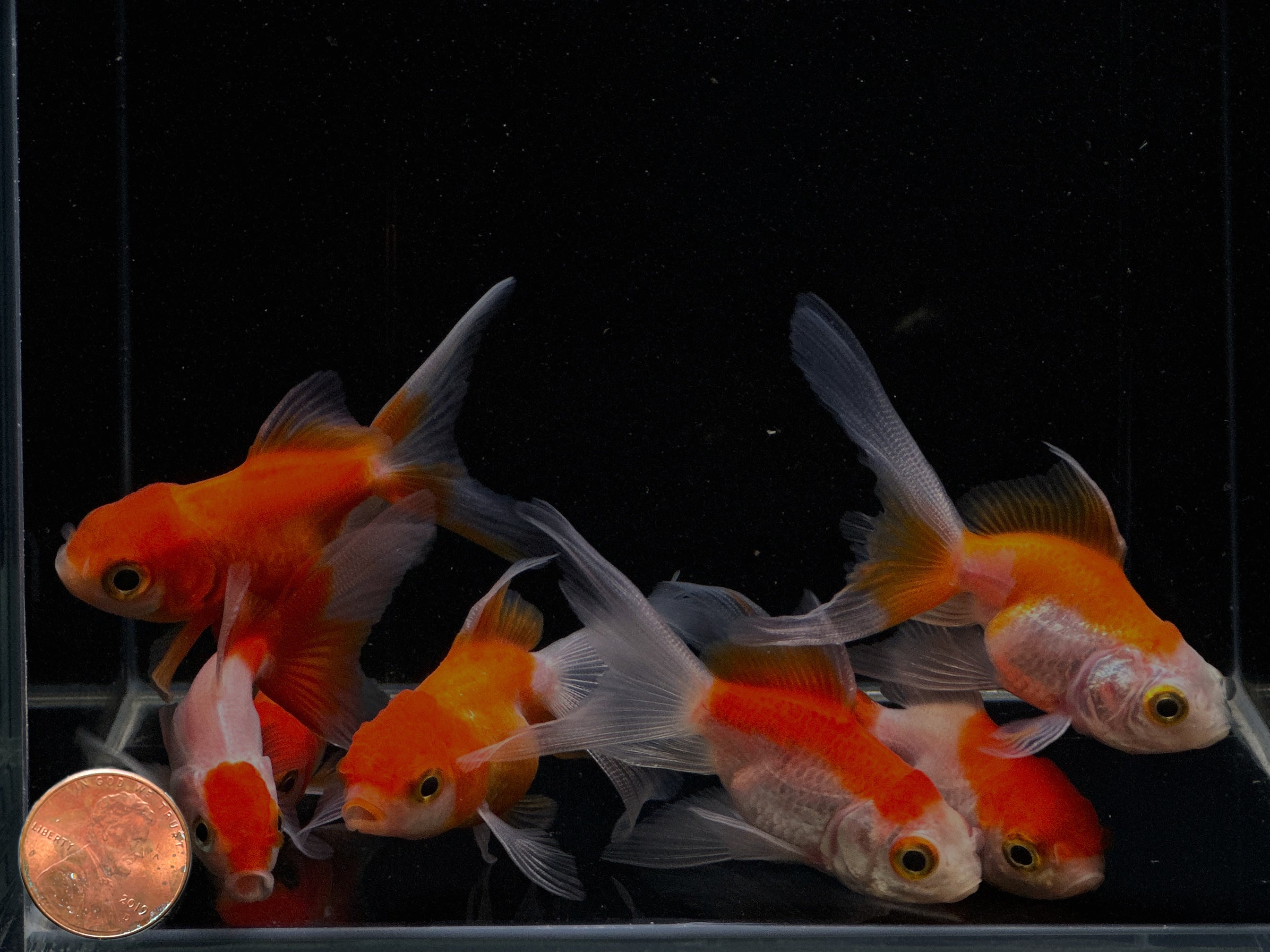 Red & White Oranda Goldfish - 2-2.5" - Aqua Huna