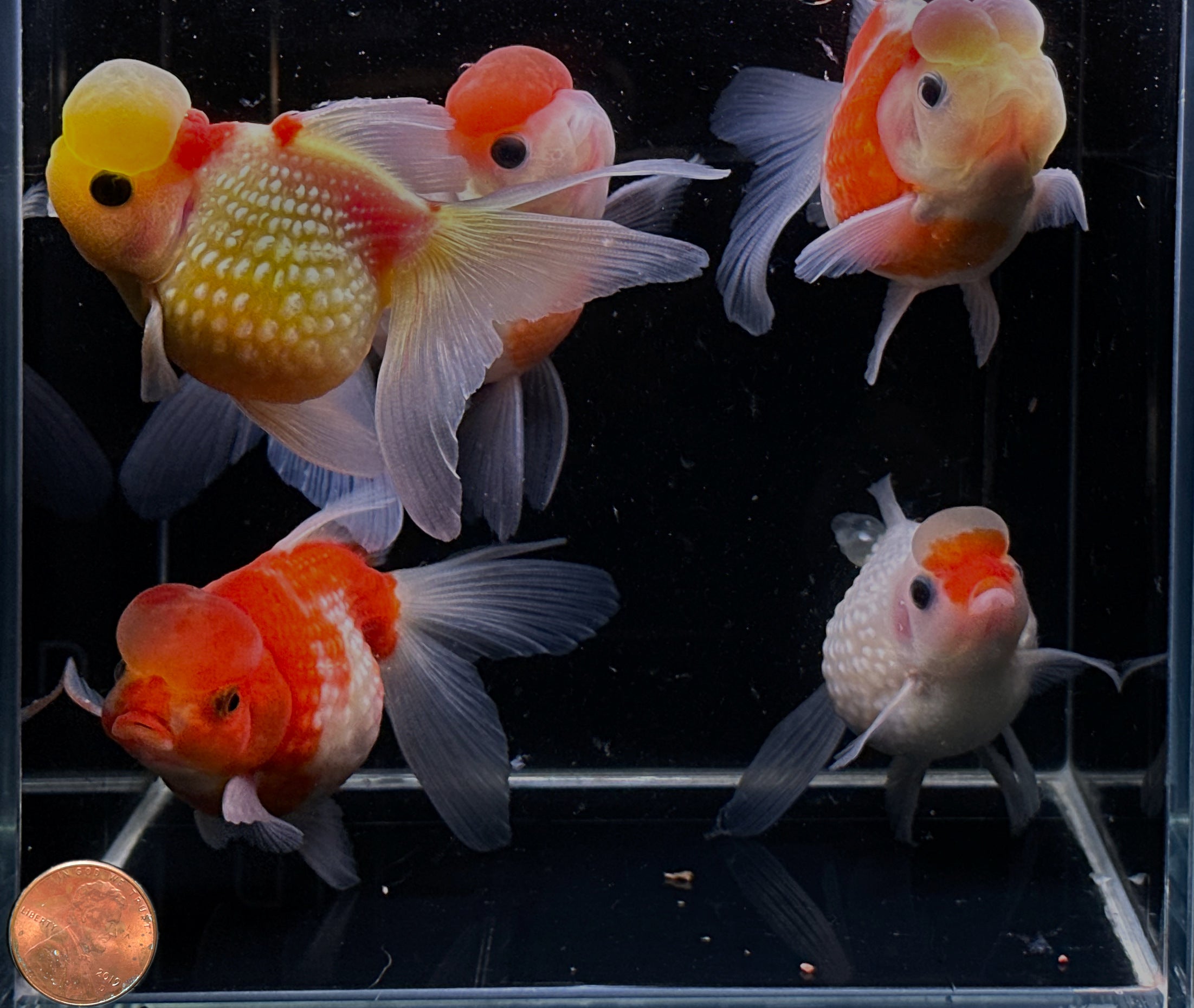 Red & White Pearlscale Oranda Goldfish - 3.5" - Aqua Huna