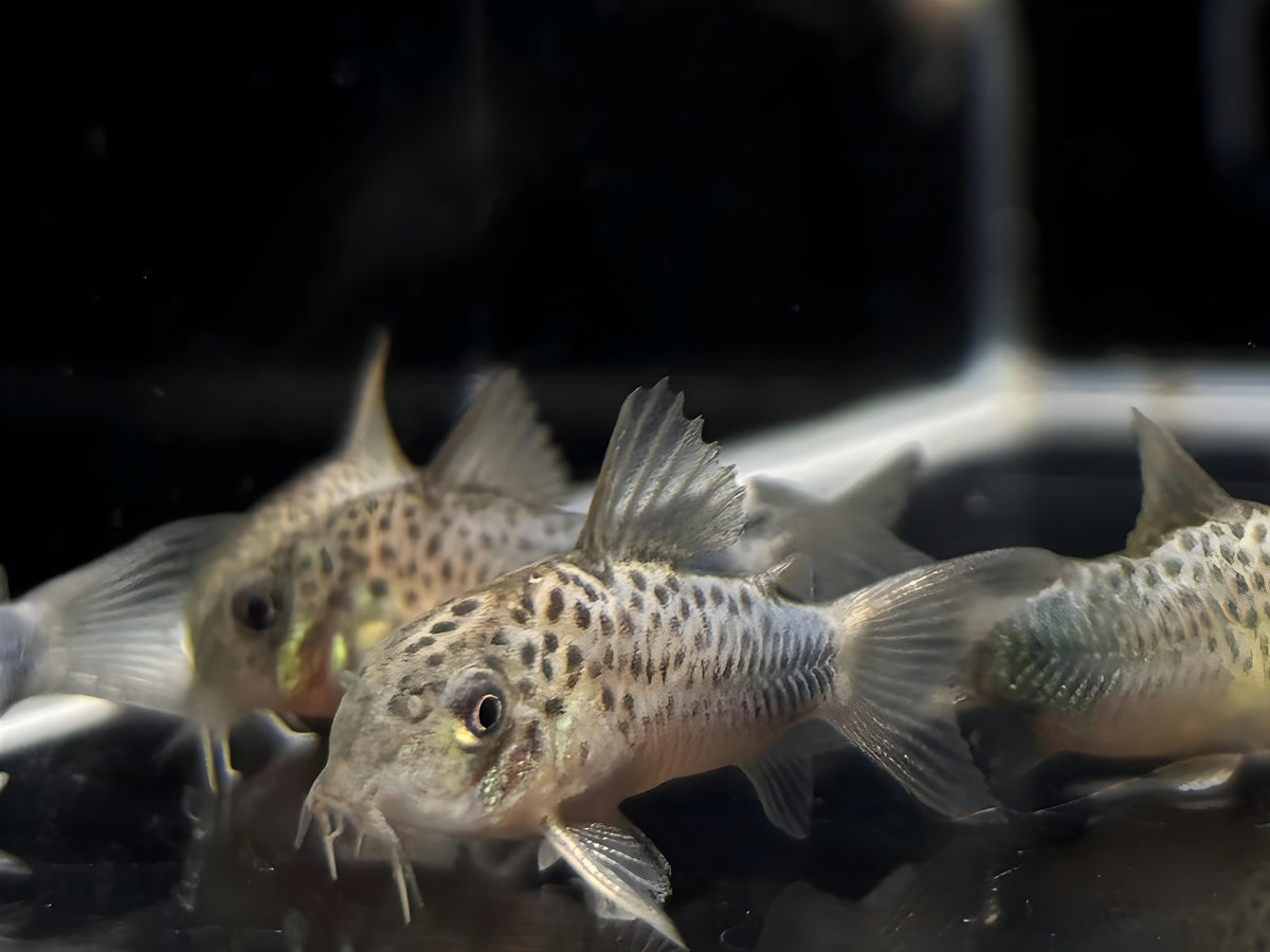 Corydoras similis