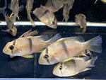 Suriname Red Spotted Cichlid