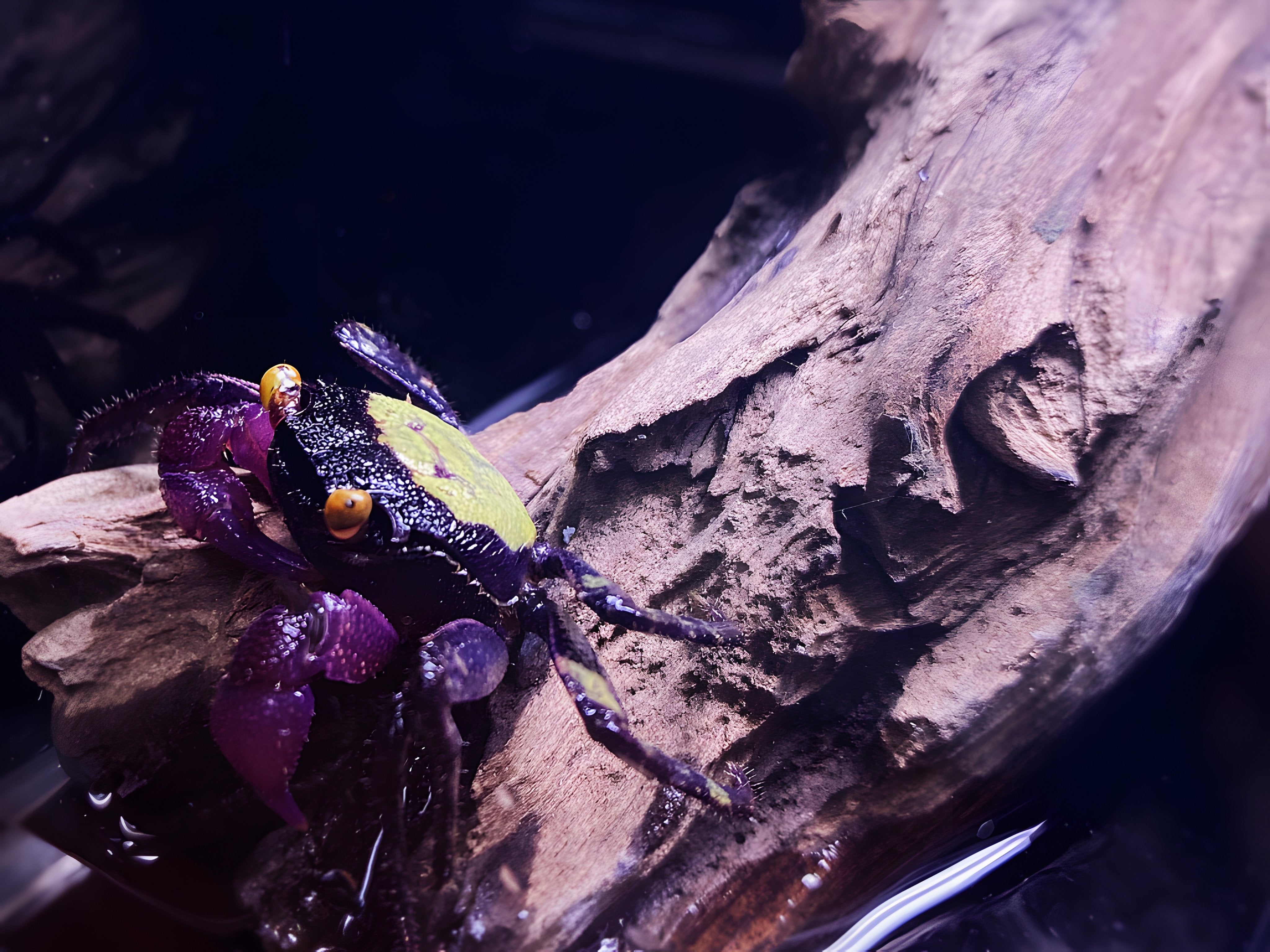 Assorted Vampire Crab - Unique Freshwater Crab for Sale