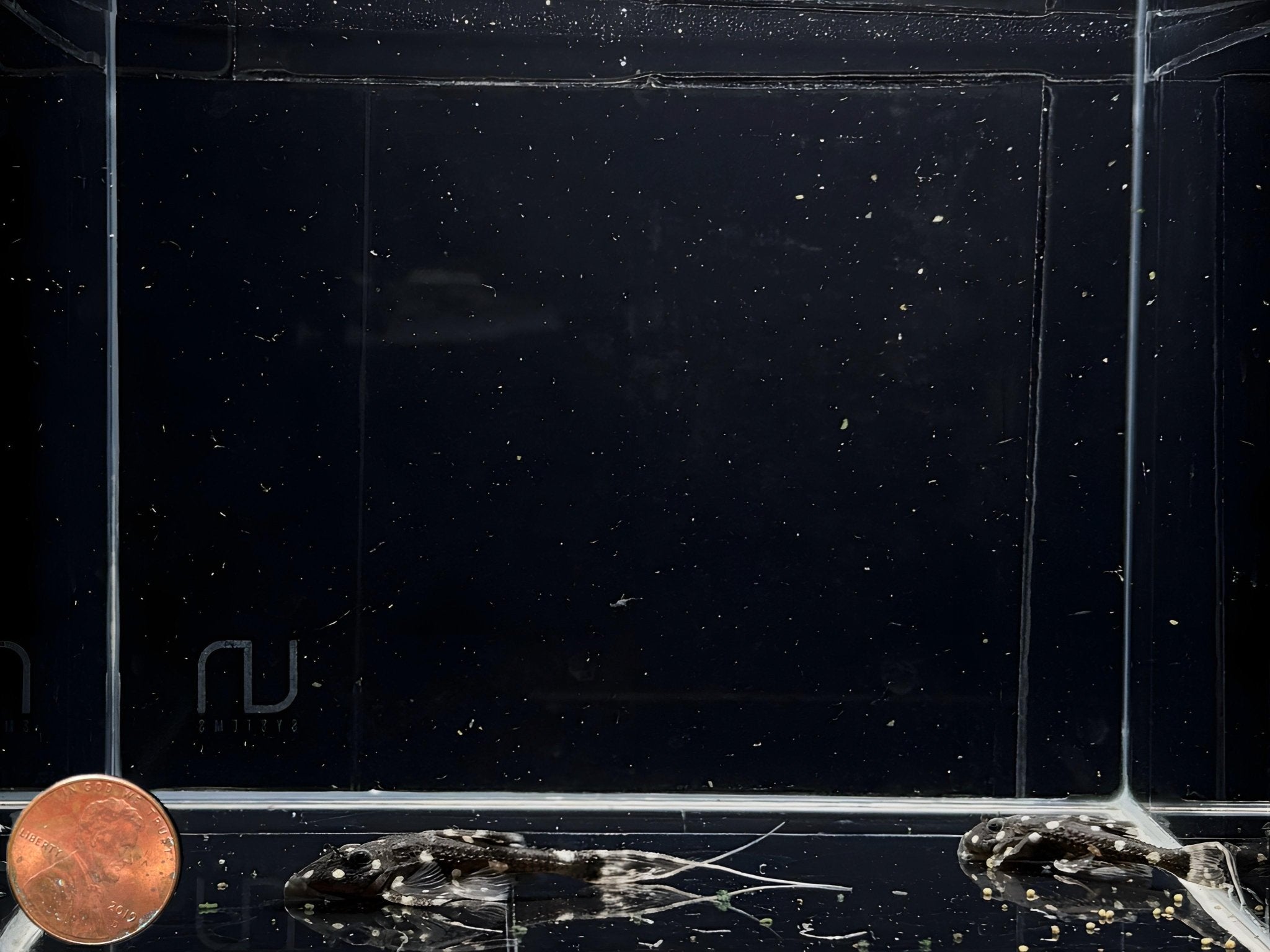 Acanthicus Adonis Pleco - Aqua Huna