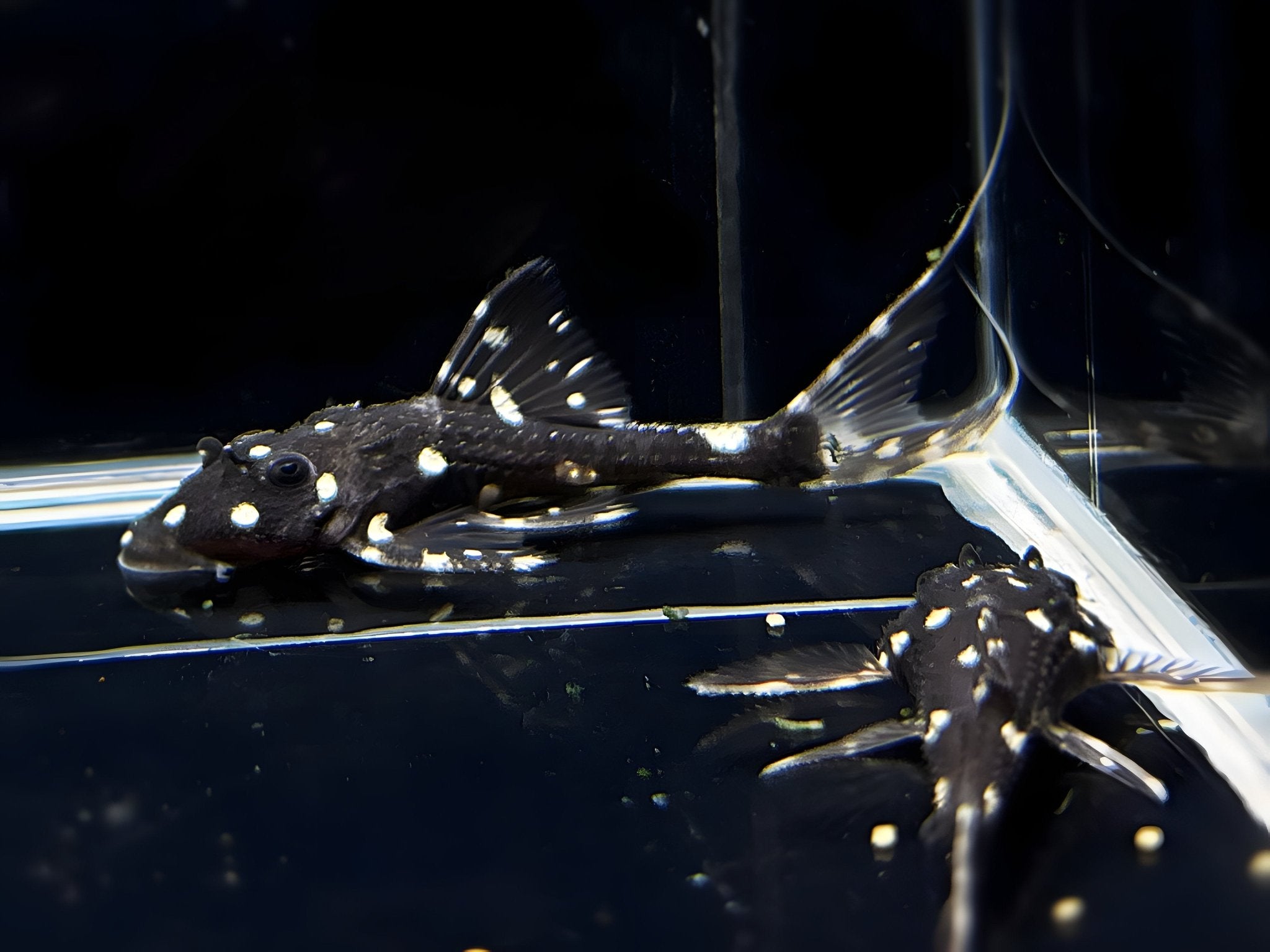 Acanthicus Adonis Pleco - Polka Dot Lyretail L155 Fish