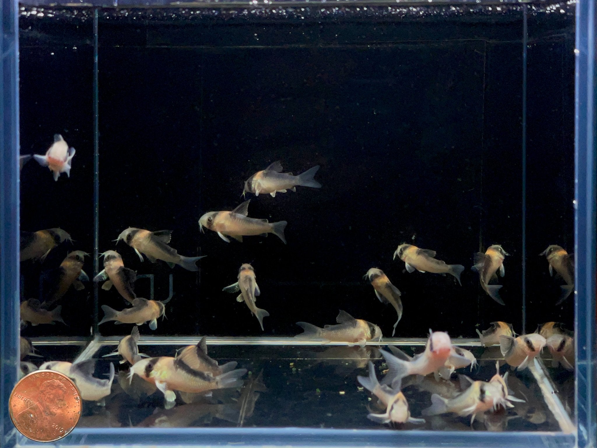Adolfo's Cory - Aqua Huna