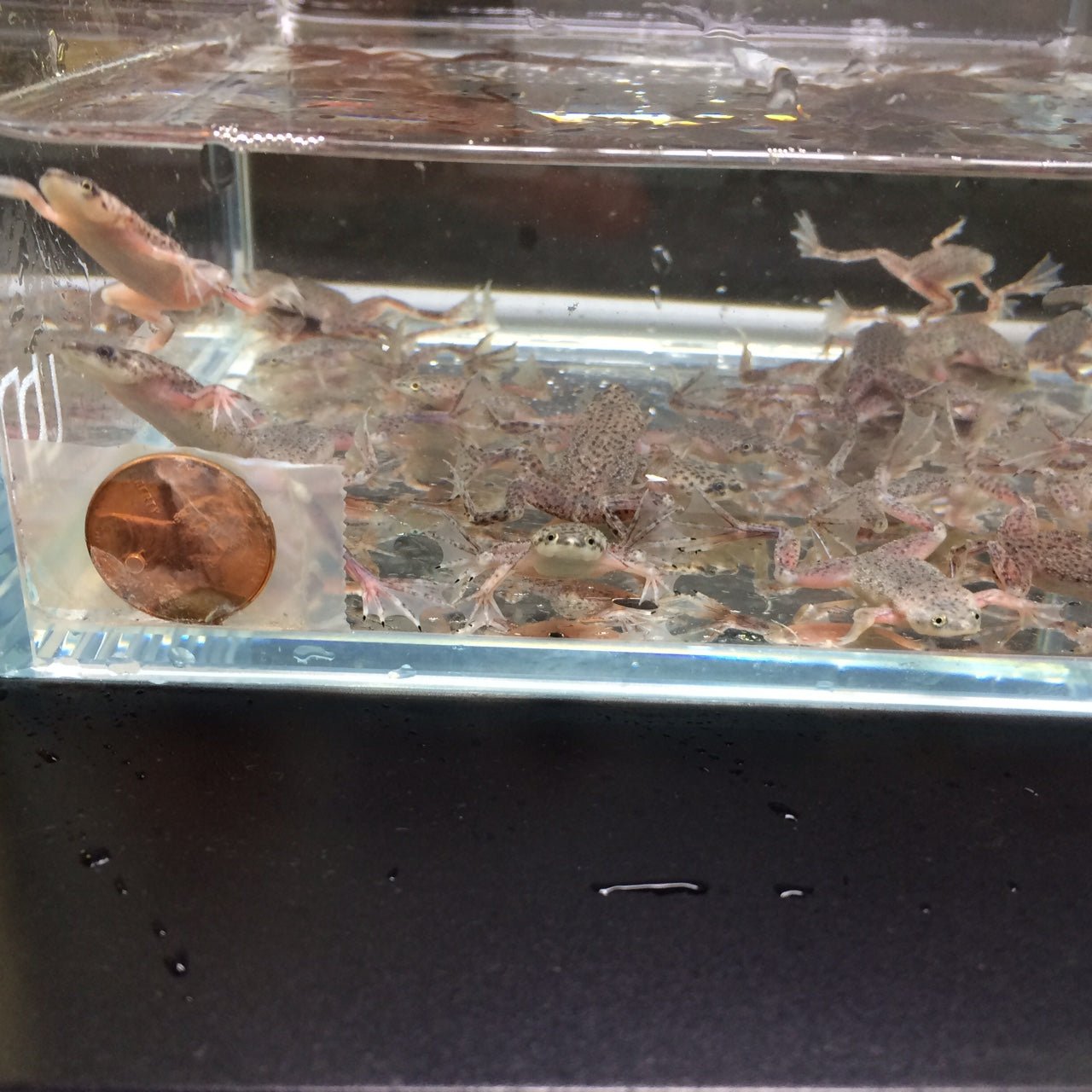 African Dwarf Frog - Aqua Huna