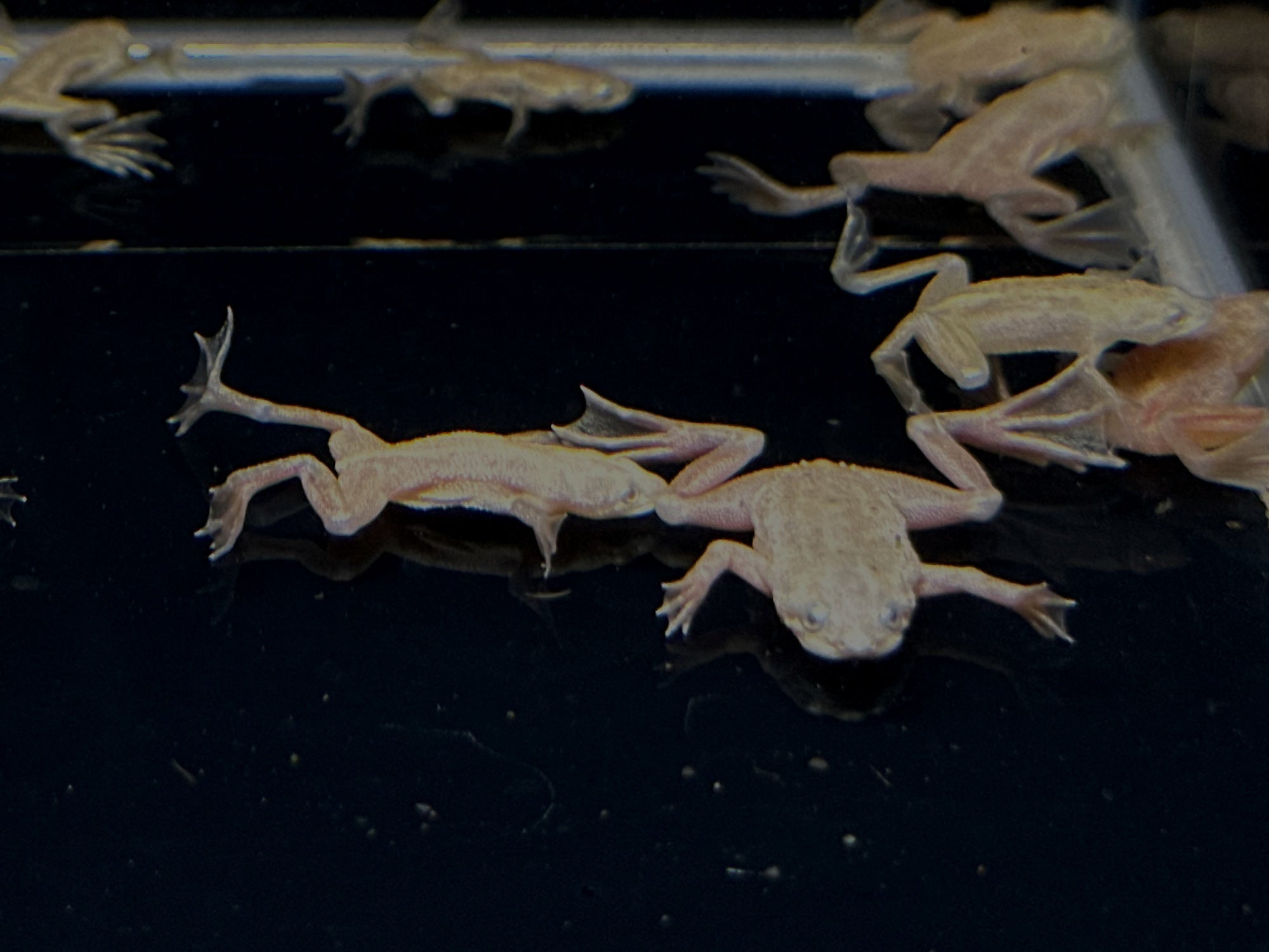 African Dwarf Frog - Blonde Leucistic - Aqua Huna
