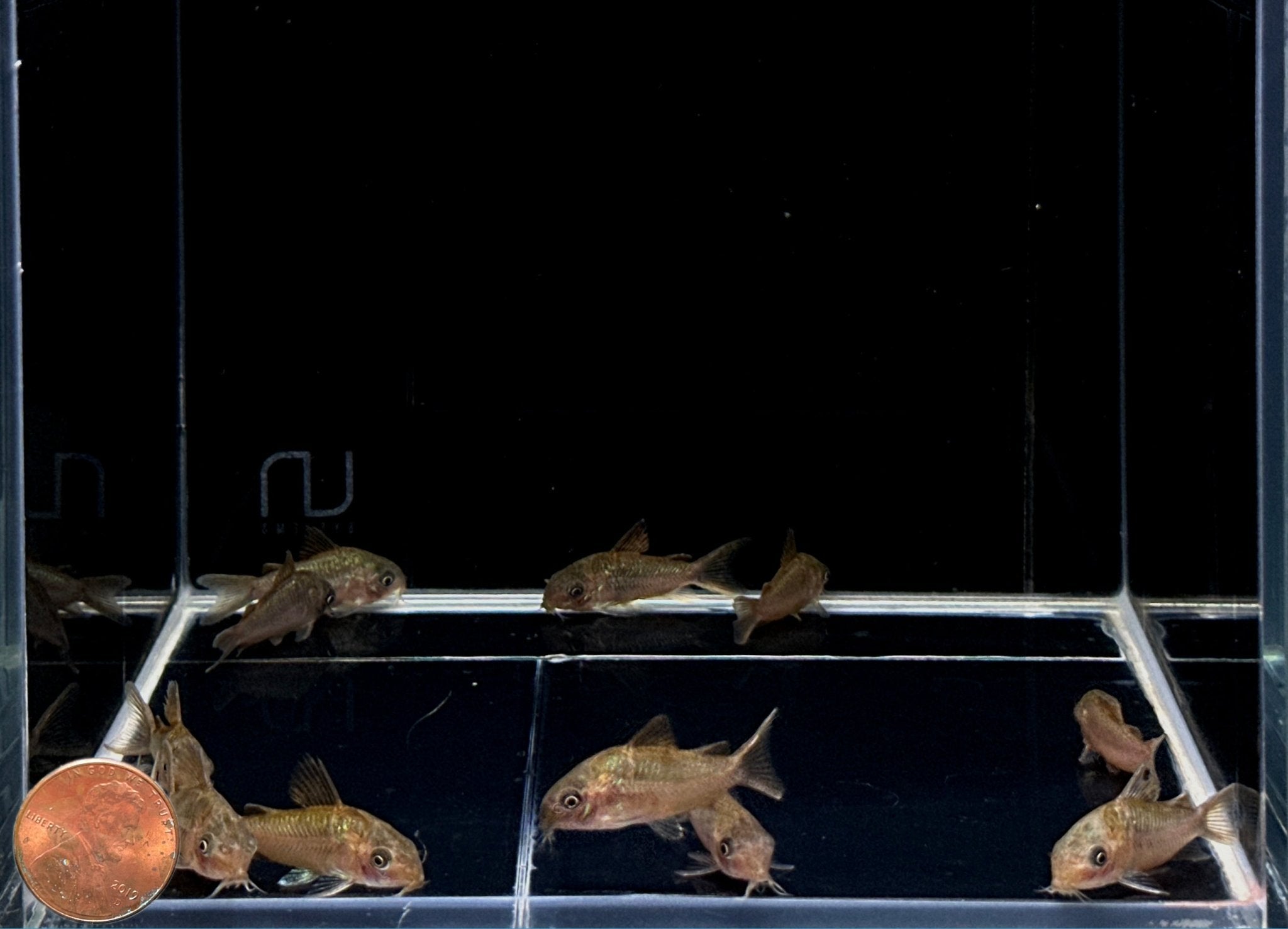 Albertini Corydoras (C005) - Aqua Huna