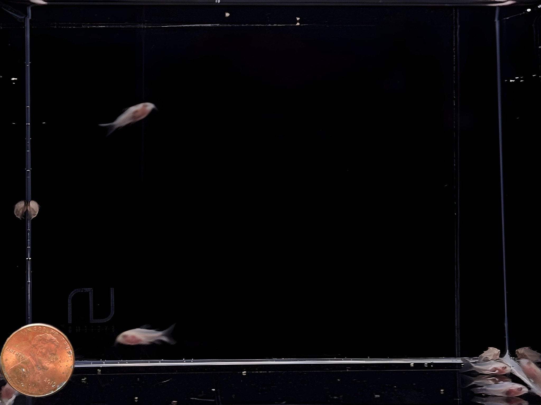 Albino Pygmy Corydora - Aqua Huna