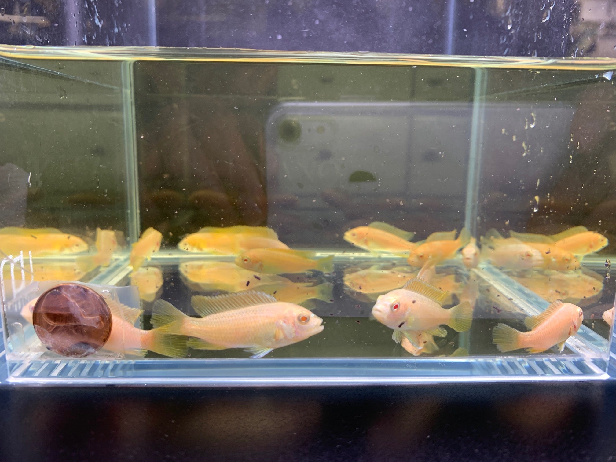 Albino Red Top Zebra Cichlid - Aqua Huna