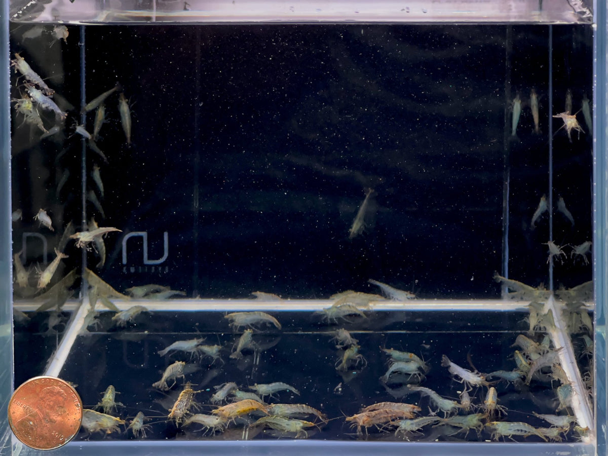 Algae Eating Shrimp - Your Natural Tank Cleaners – Aqua Huna - Aquarium Shrimp That Eat Algae