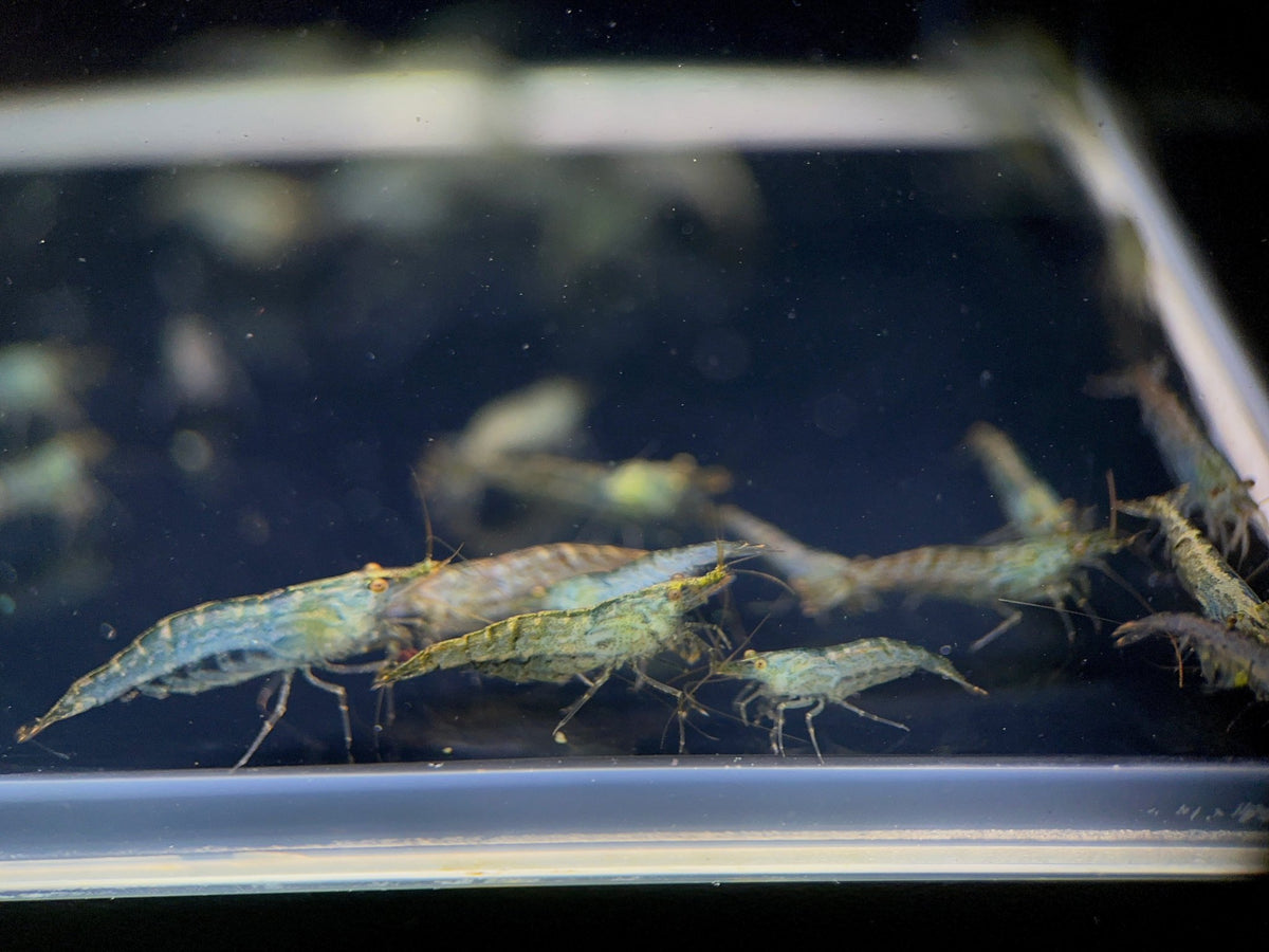 Aquarium Shrimp That Eat Algae photo