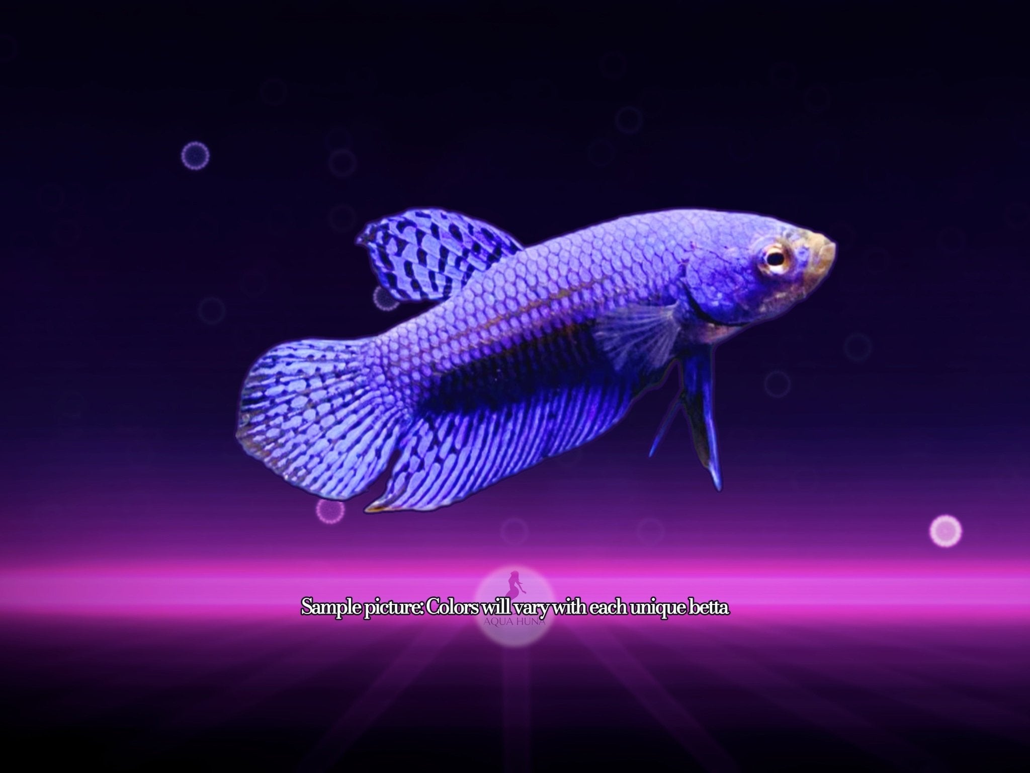 Alien Blue Betta Rare Exotic Betta Fish for Sale