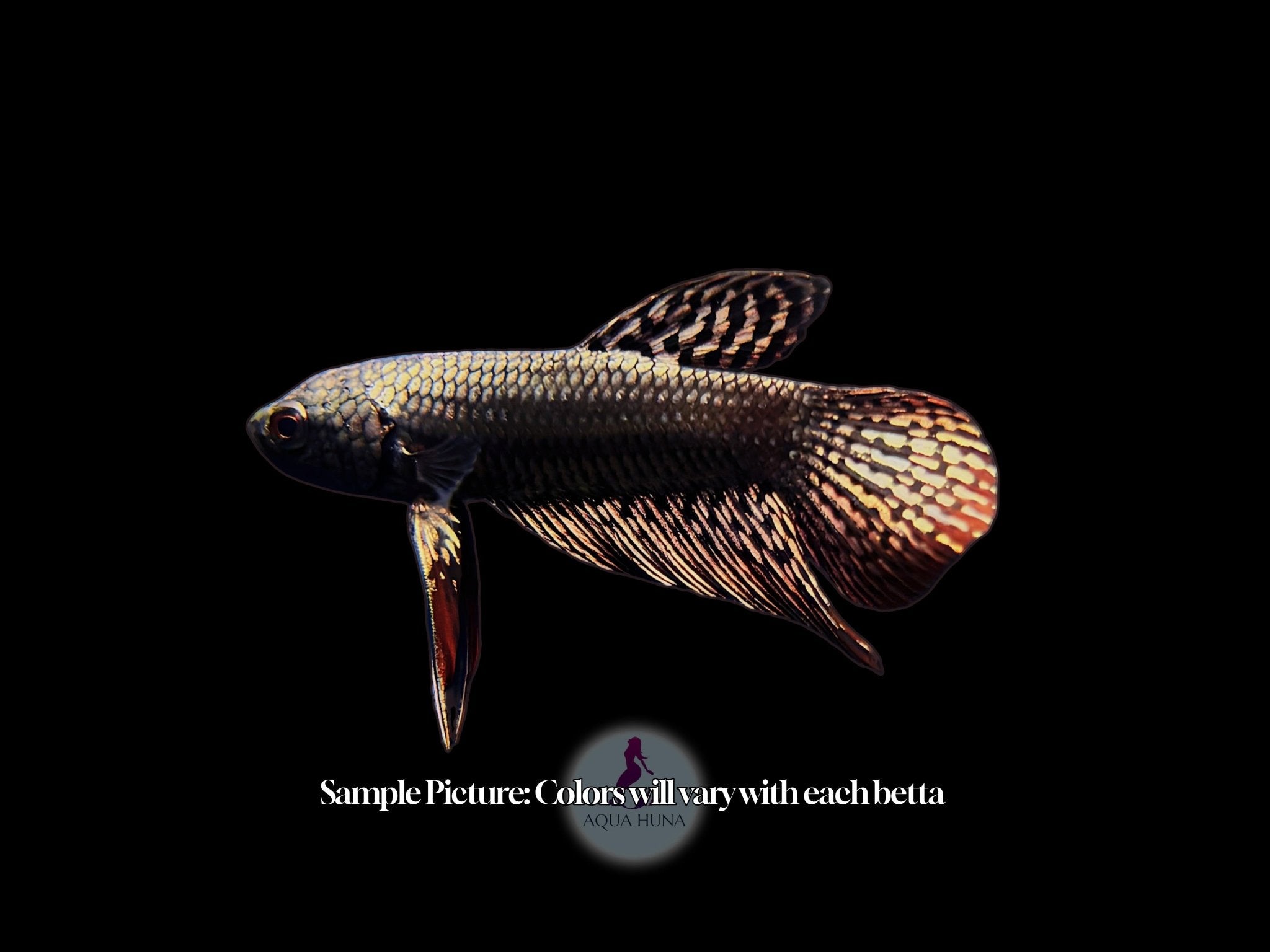Alien Steel Violet Betta - Aqua Huna