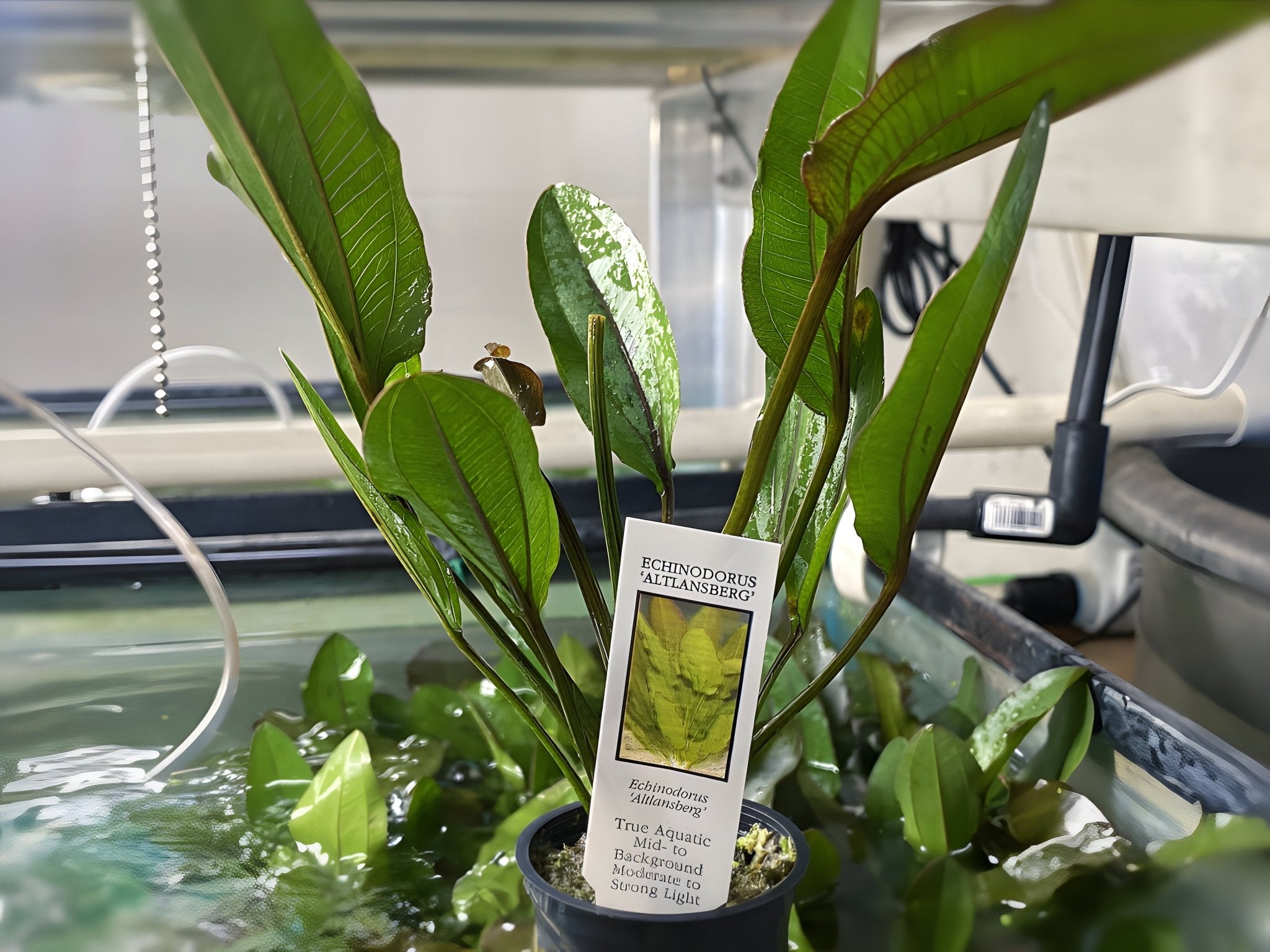 Altlandsberg Sword - Potted Plant - Aqua Huna