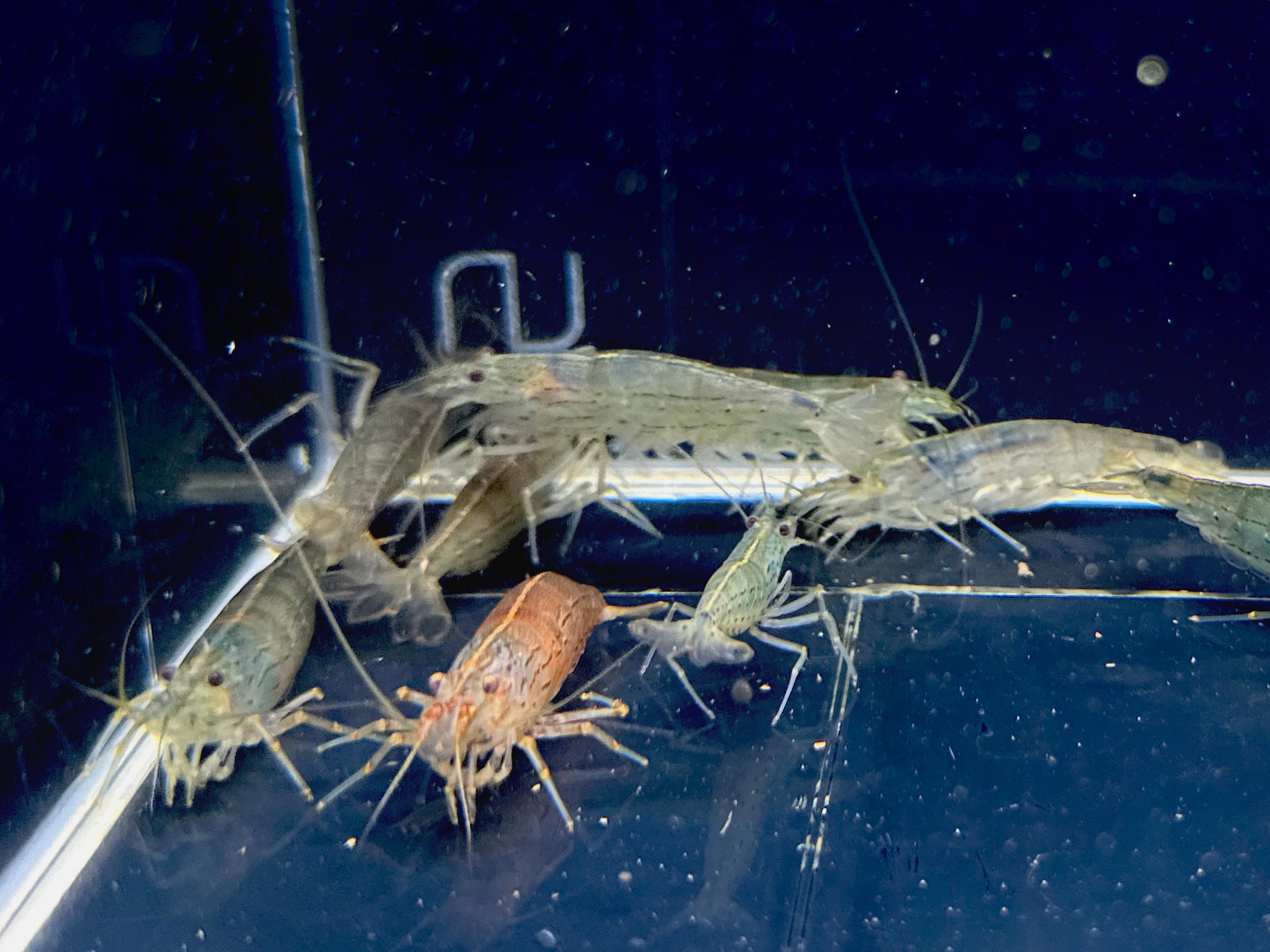 Amano Shrimp Jumbo (XXL) - Grand Aquatic Giants