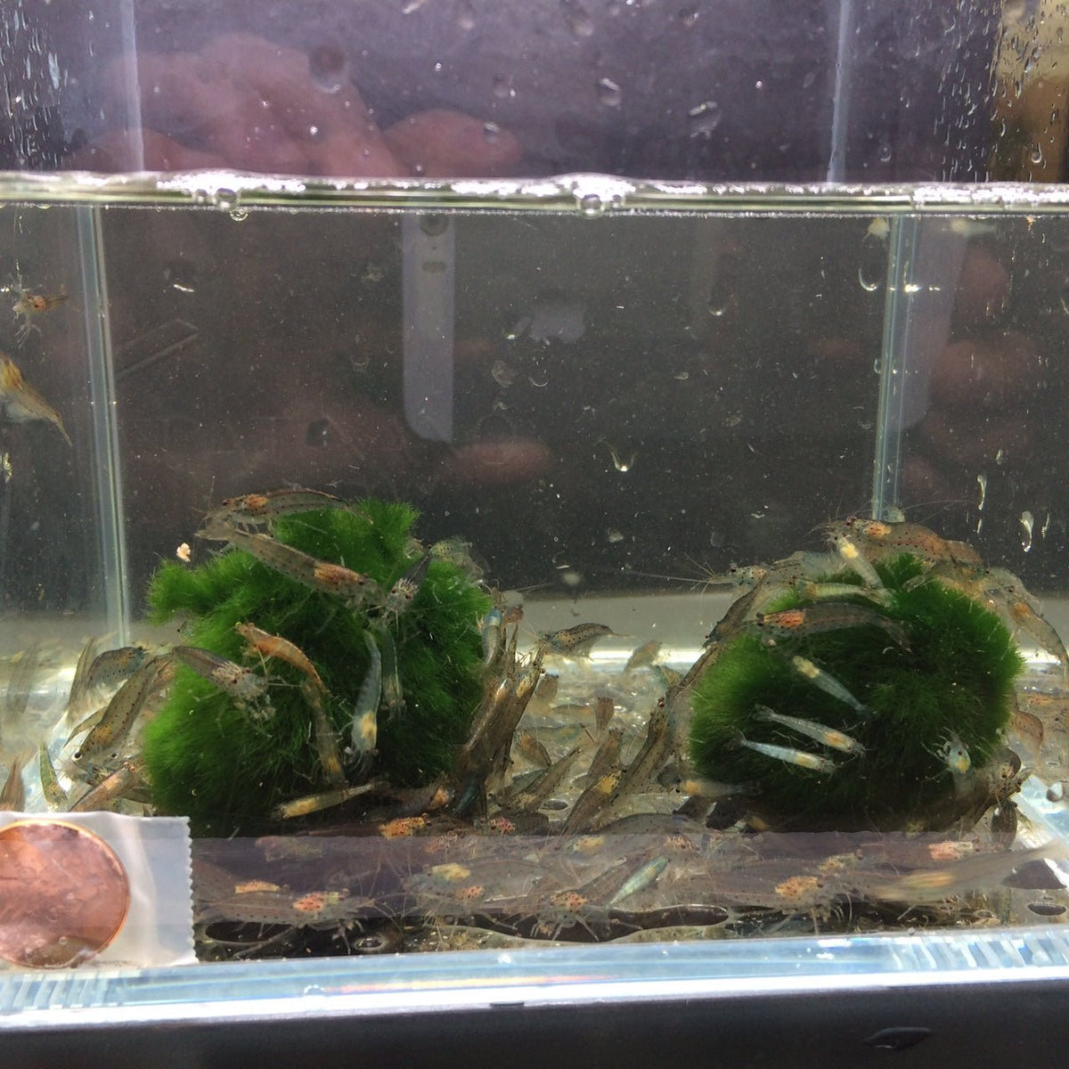 Amano Algae Eating Shrimp for sale Amano Algae Eating Shrimp for sale