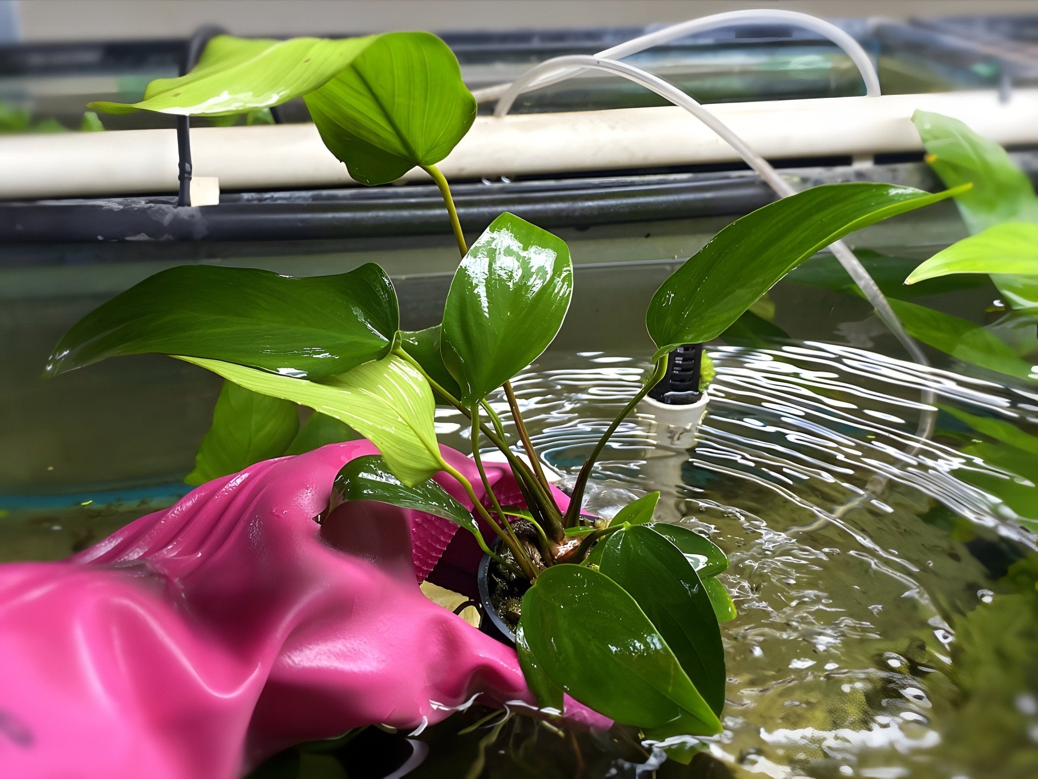 Anubias Hastifolia (Potted Plant)