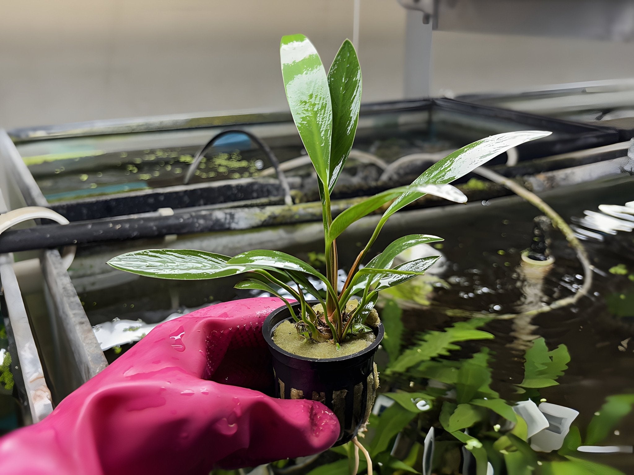 potted plants for aquarium Anubias Lanceolata