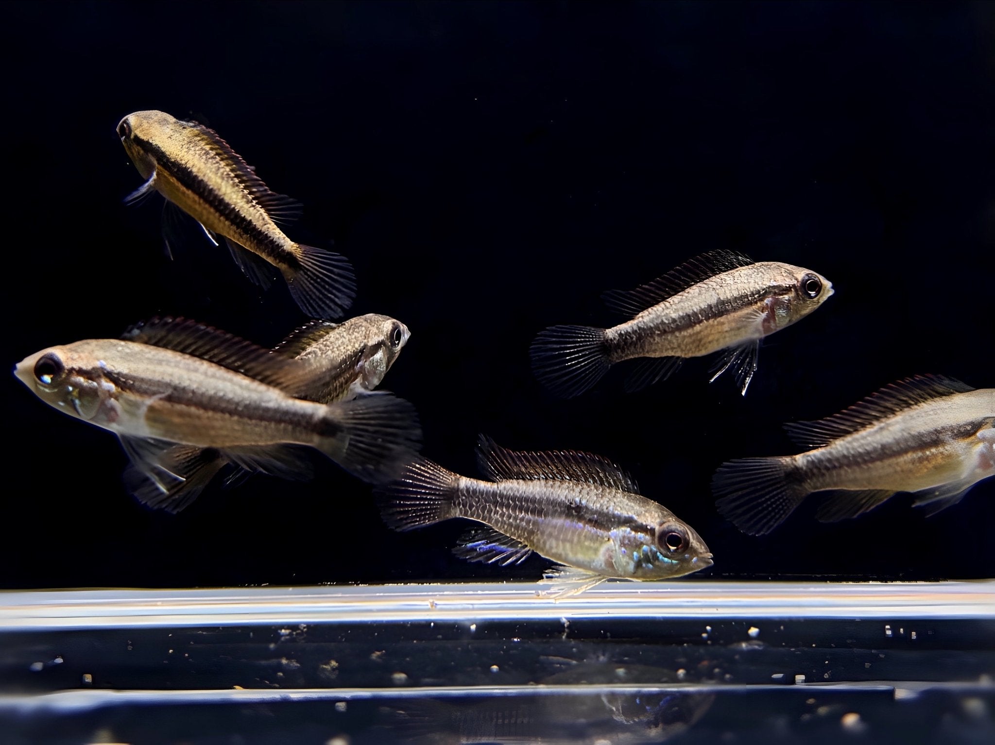 Apistogramma Agassizi Double Red - Aqua Huna