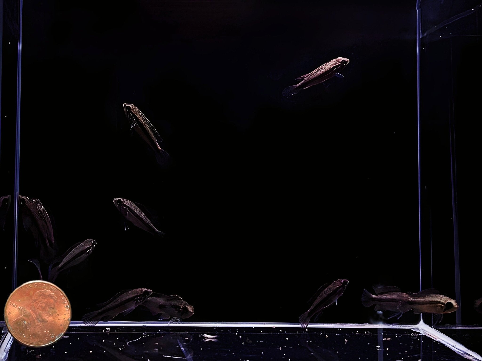 Apistogramma Agassizi Double Red - Aqua Huna