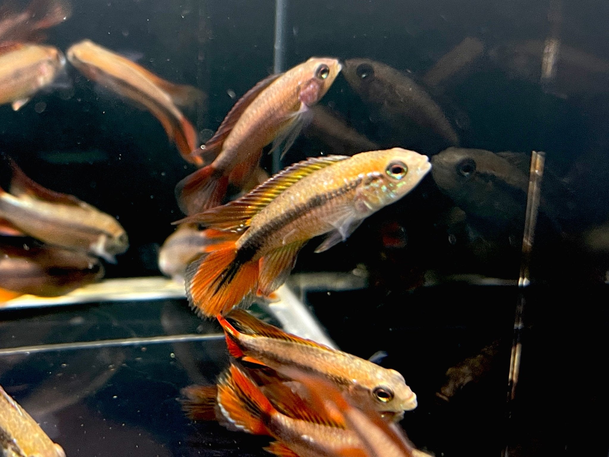 Apistogramma Agassizii Double Red (male) - Aqua Huna