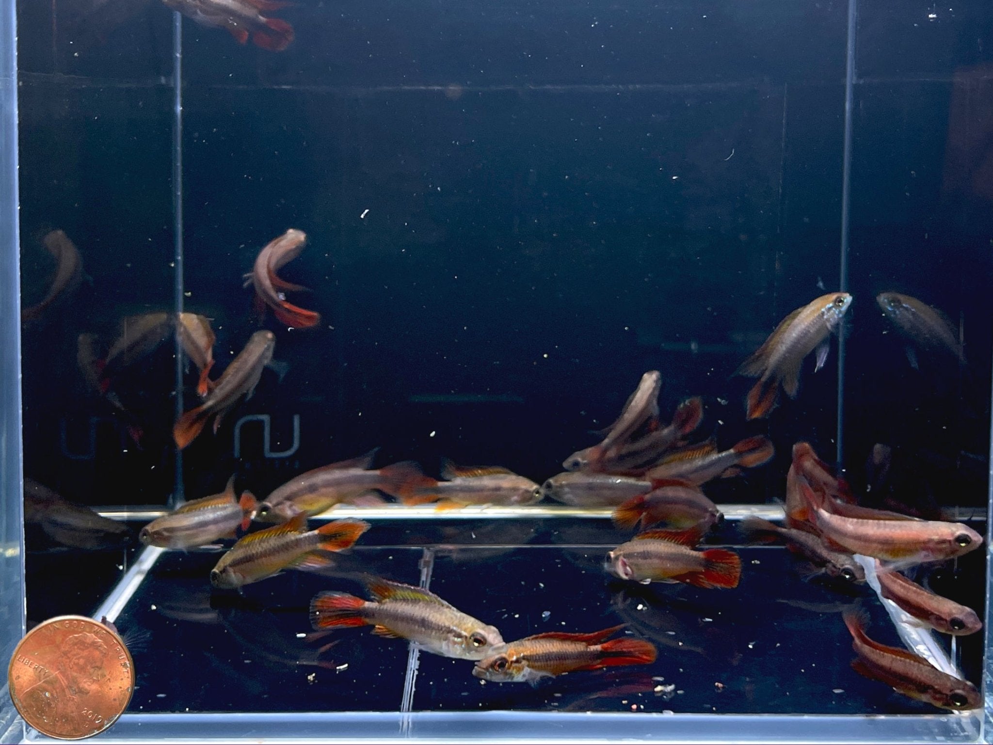 Apistogramma Agassizii Double Red (male) - Aqua Huna