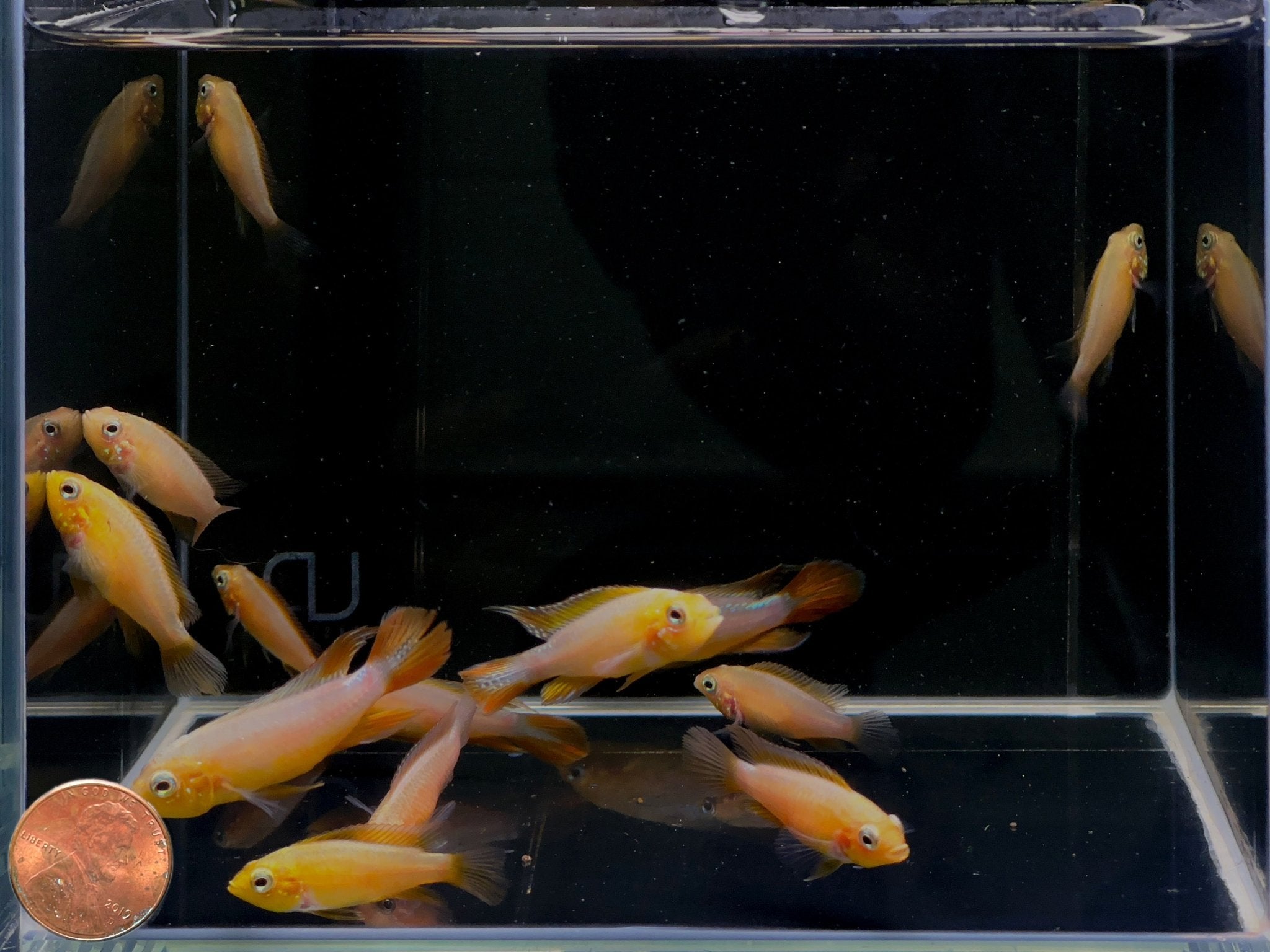 Apistogramma Agassizii Fire Red - Aqua Huna