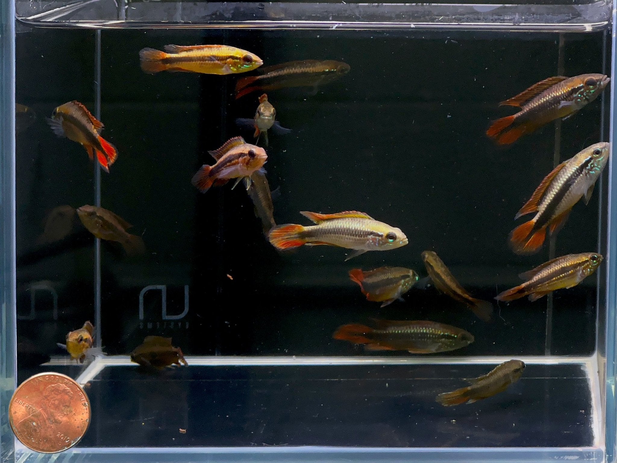 Apistogramma Agassizii Super Red - Aqua Huna