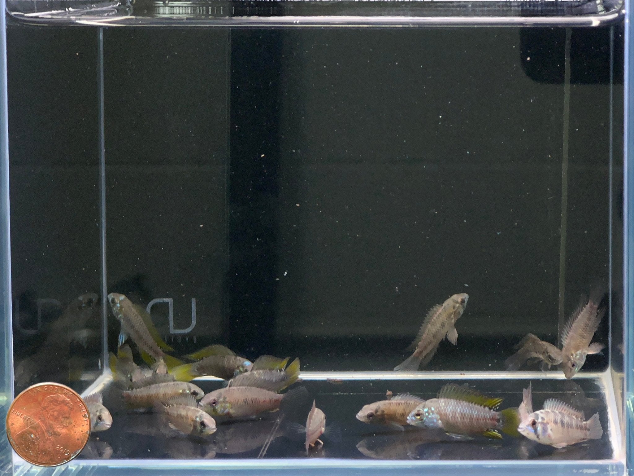 Apistogramma Borellii Opal - Aqua Huna