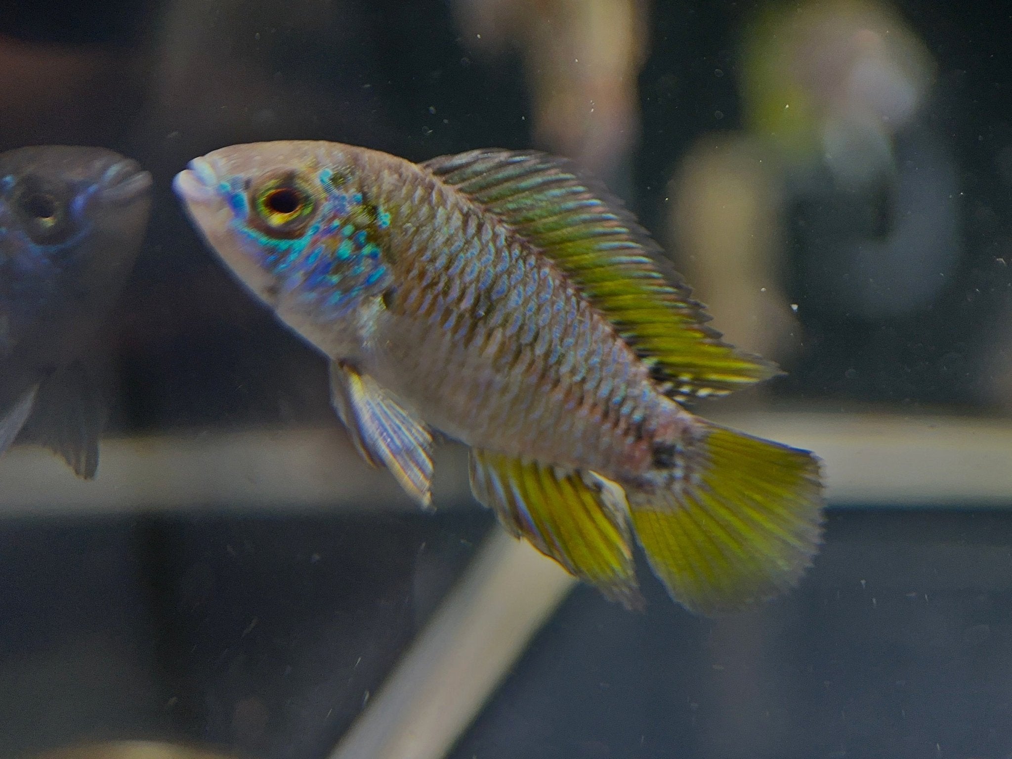 Apistogramma Borellii Opal - Aqua Huna