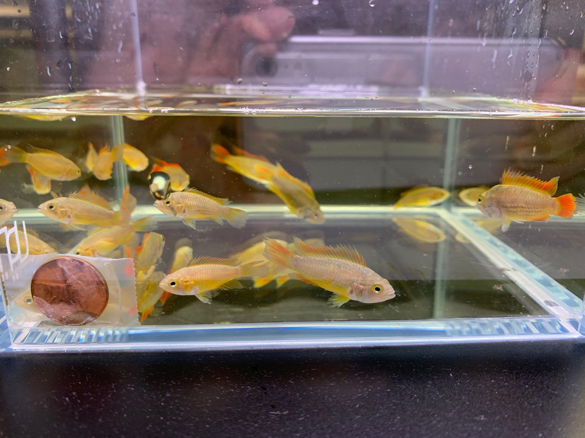 Apistogramma Cacatuoides Double Orange - Aqua Huna