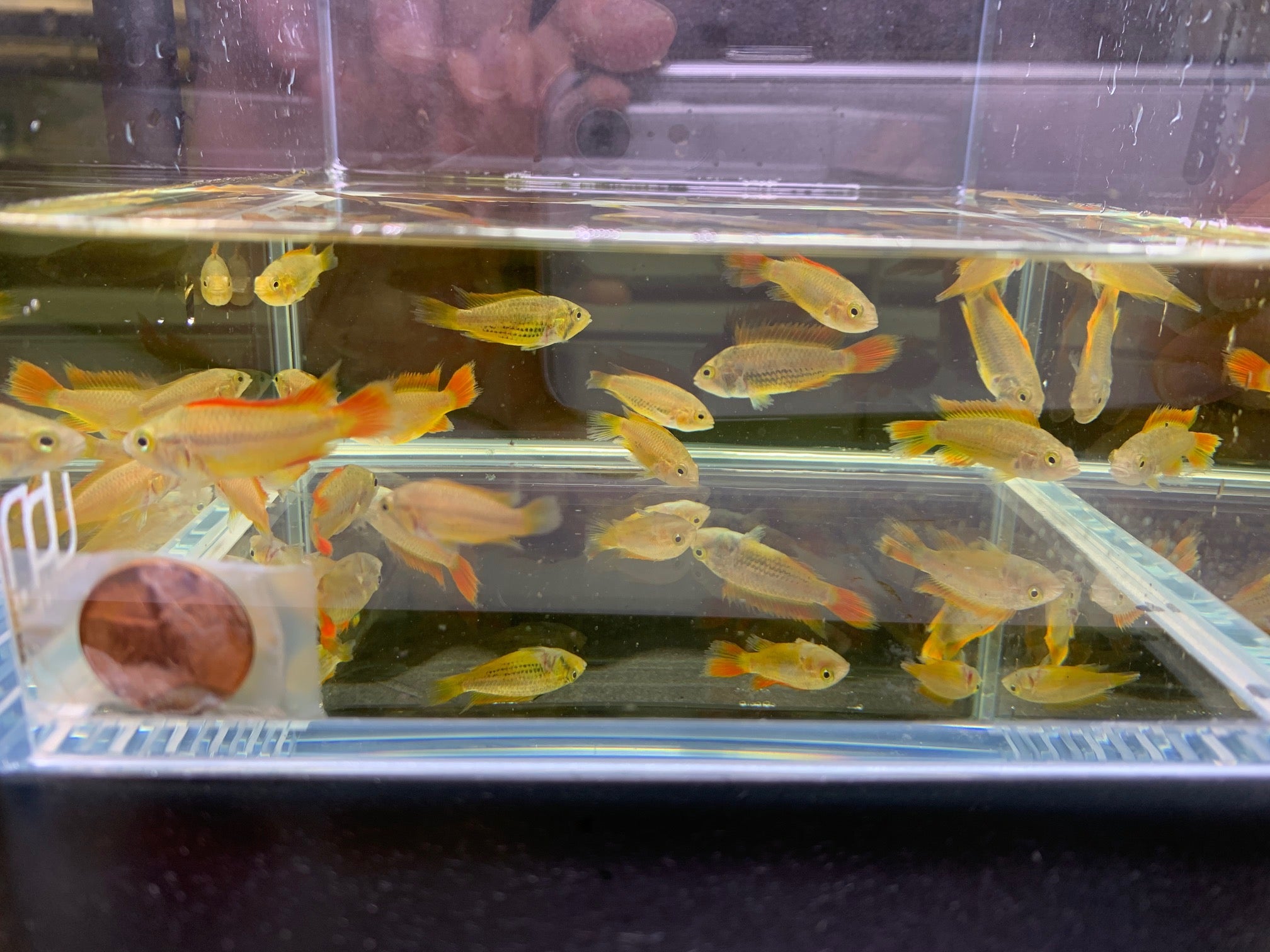 Apistogramma Cacatuoides Double Orange - Aqua Huna