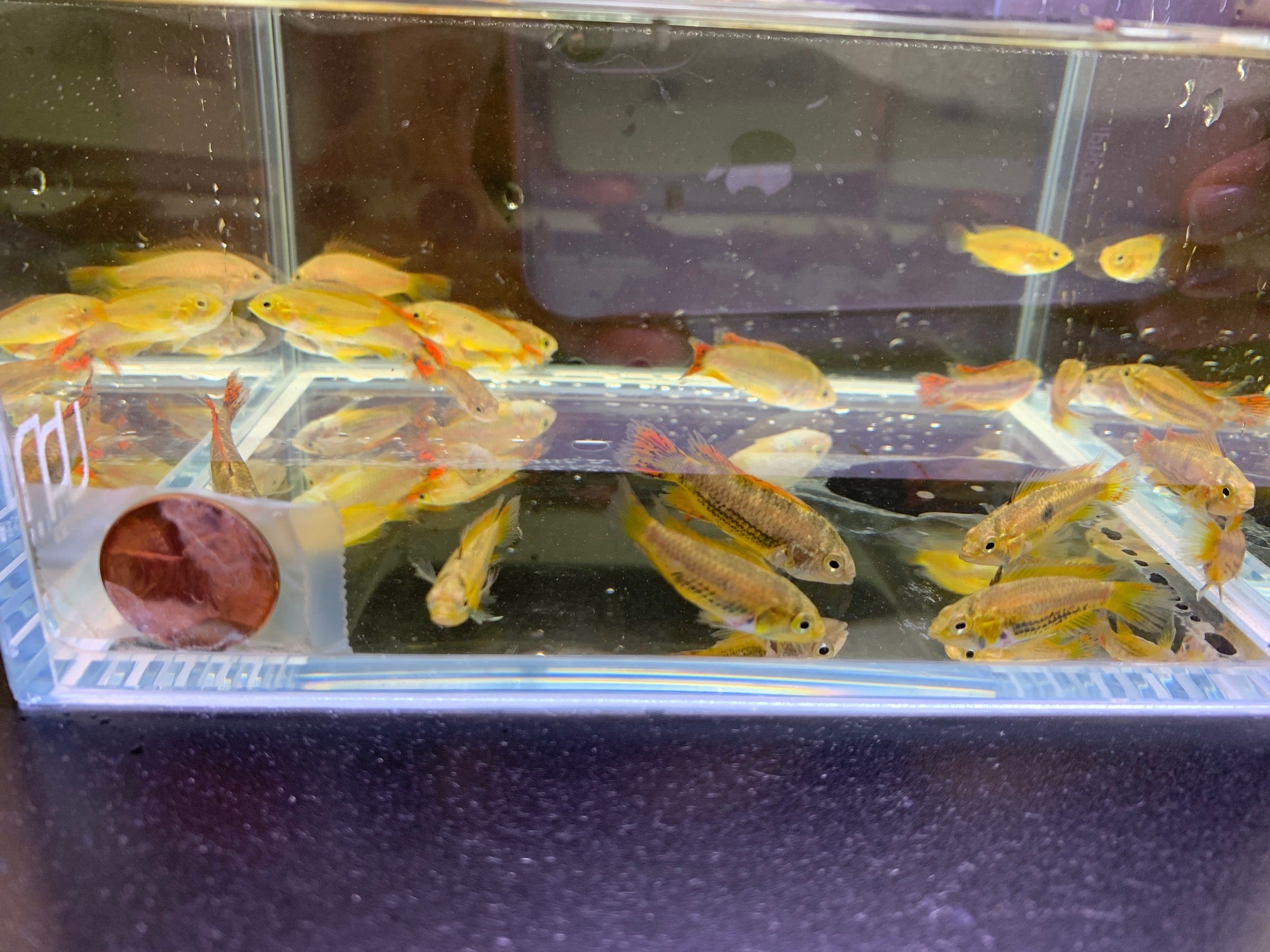 Apistogramma Cacatuoides Double Red - Aqua Huna