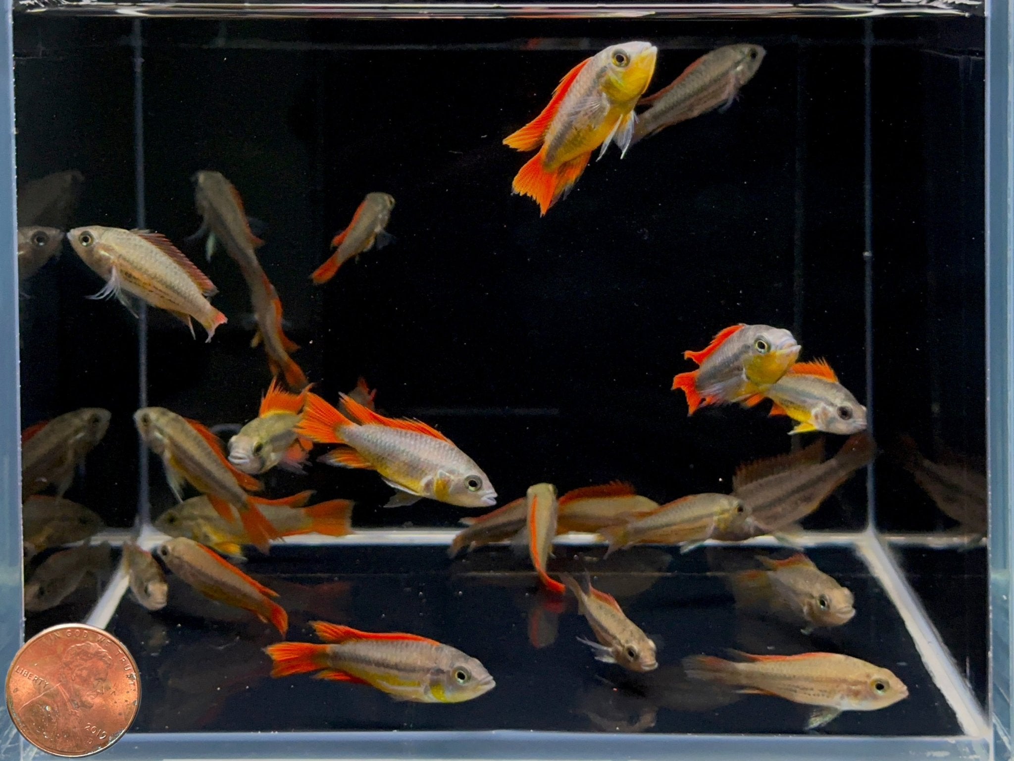 Apistogramma Cacatuoides Orange - Aqua Huna