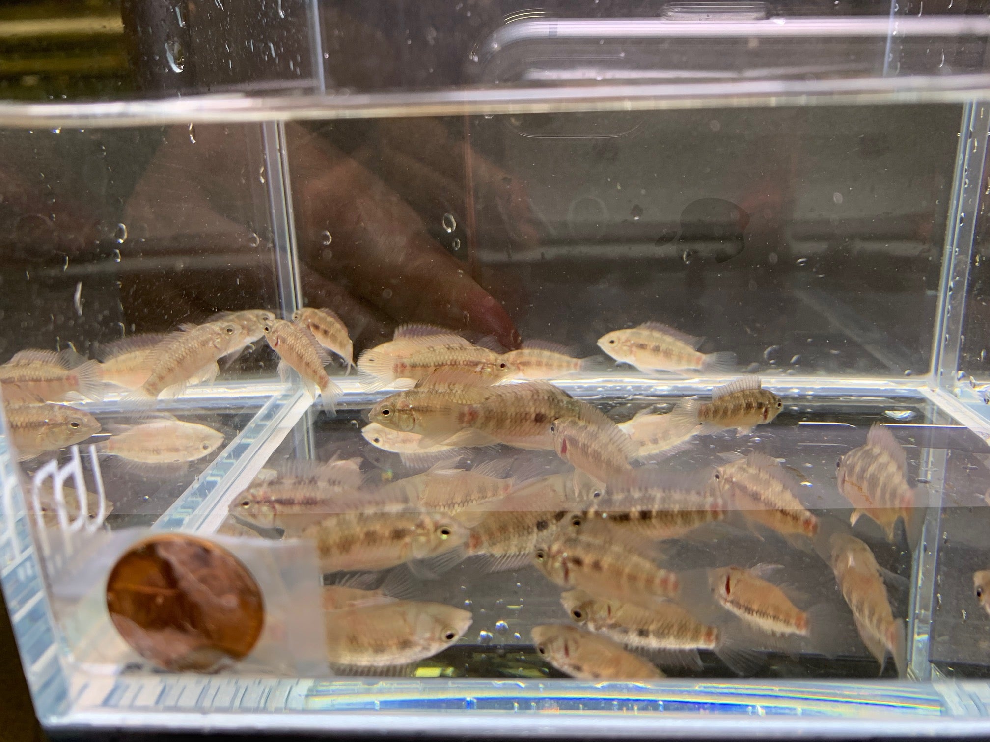 Apistogramma Hongsloi Form II - Aqua Huna