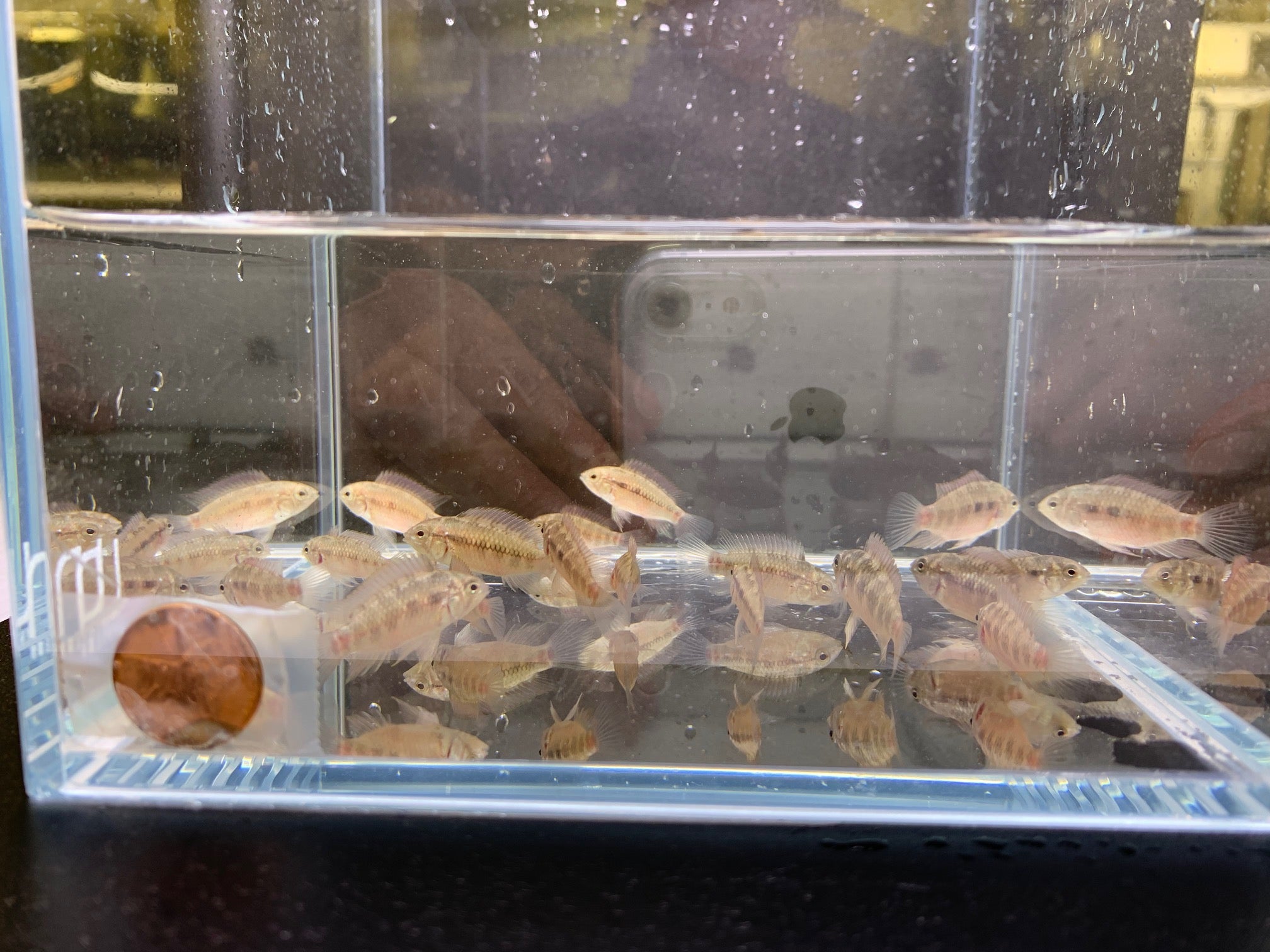 Apistogramma Hongsloi Form II - Aqua Huna