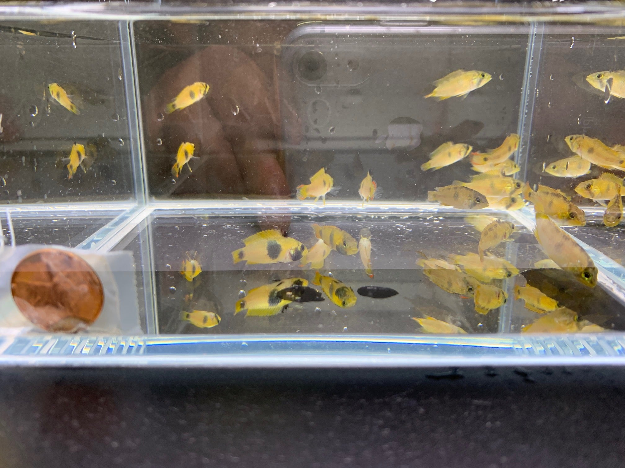 Apistogramma Nijsseni - Aqua Huna