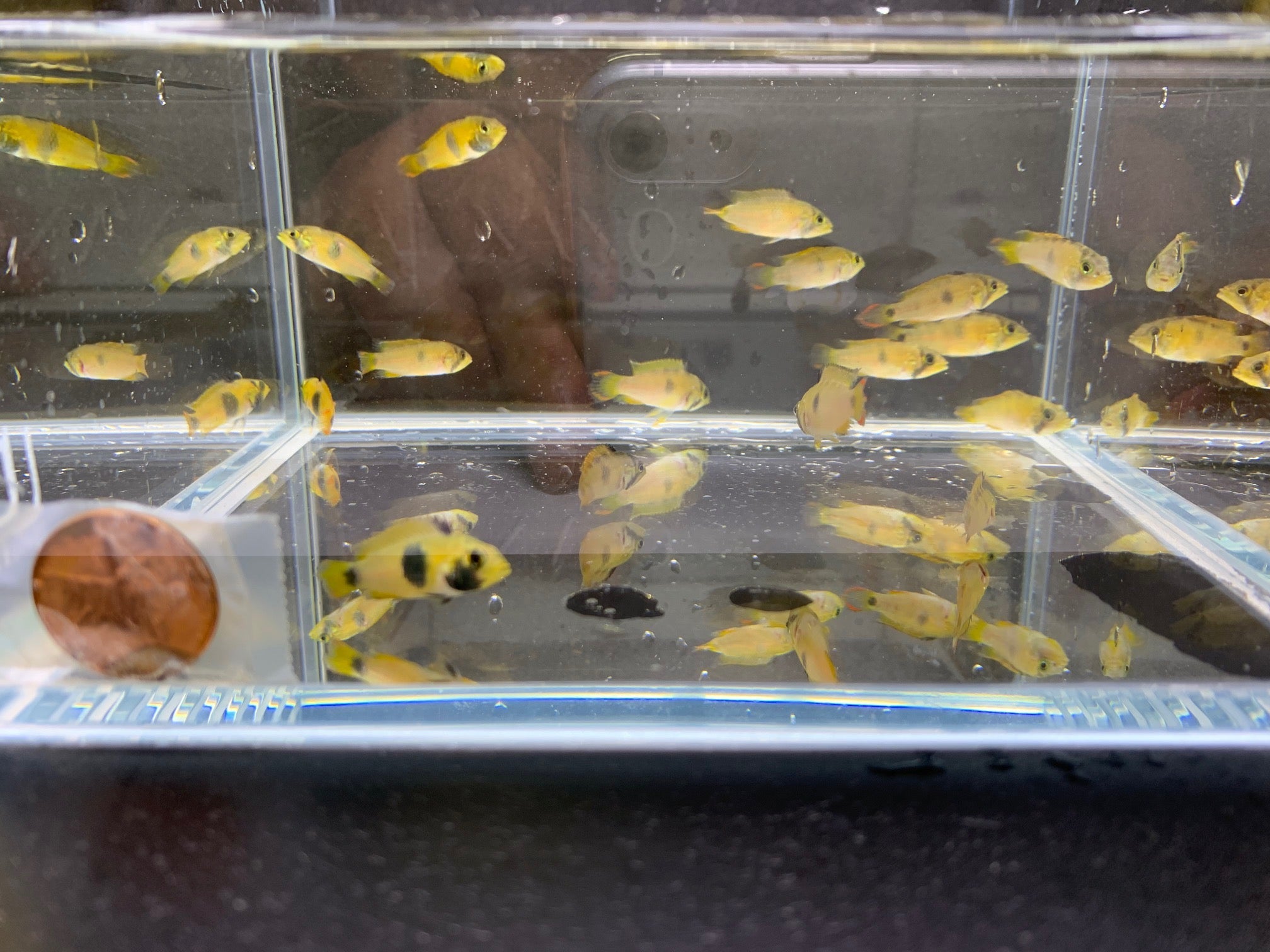 Apistogramma Nijsseni - Aqua Huna