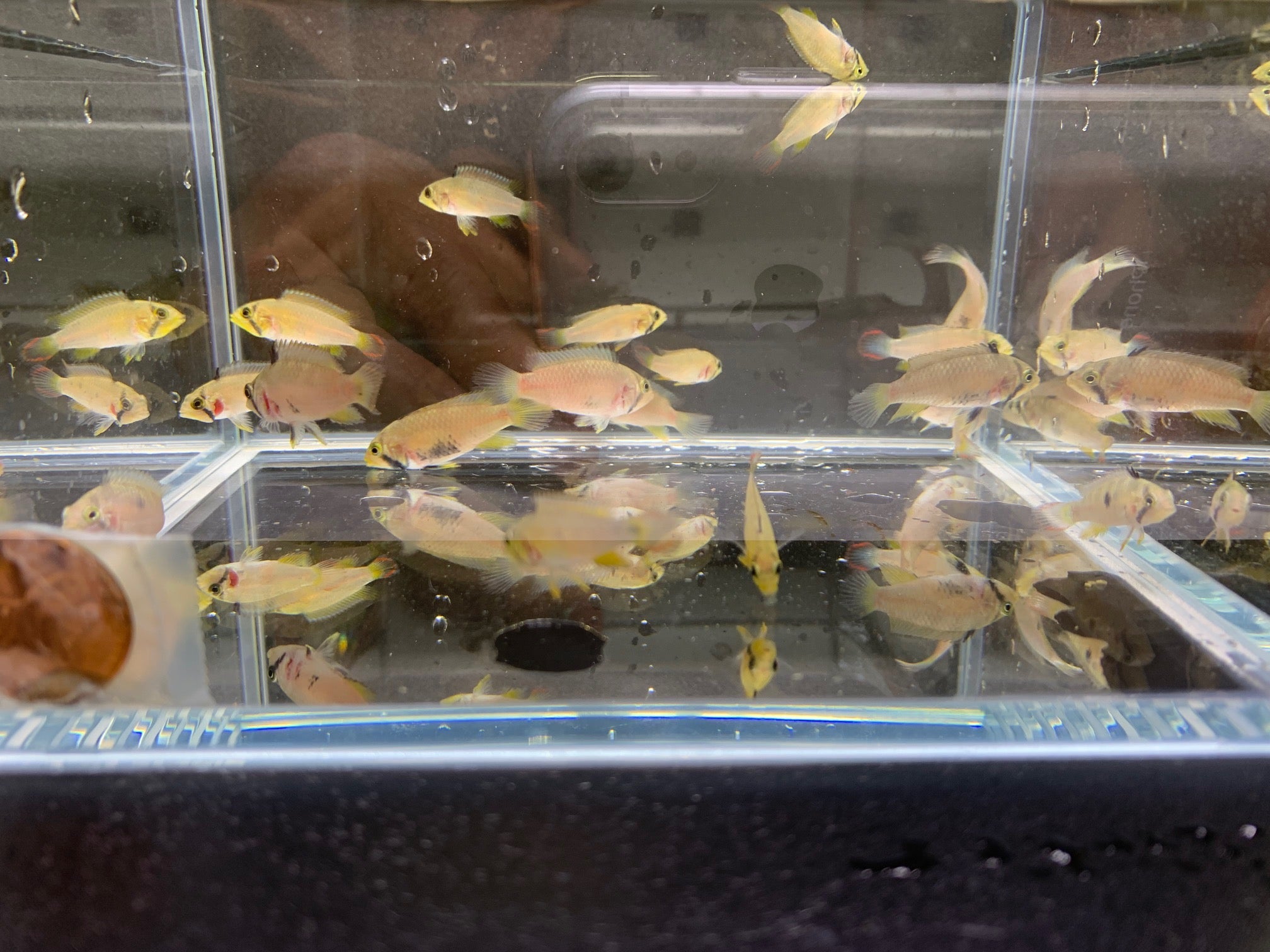 Apistogramma Pandurini - Aqua Huna